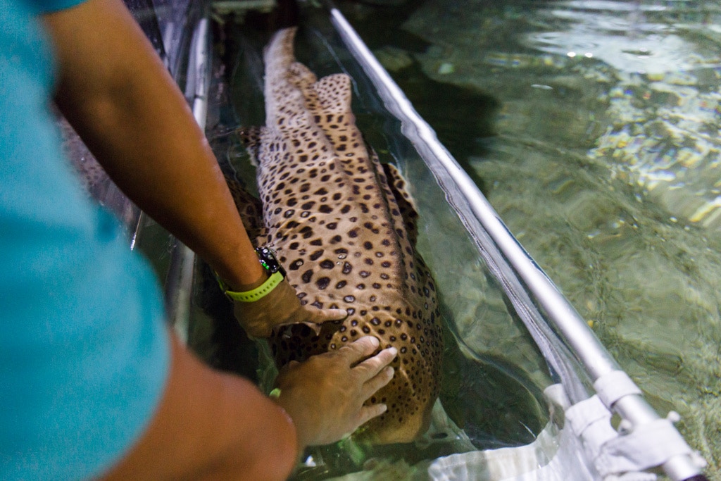 有時候亦需要為豹紋鯊照超聲波。 有時候亦需要為豹紋鯊照超聲波。