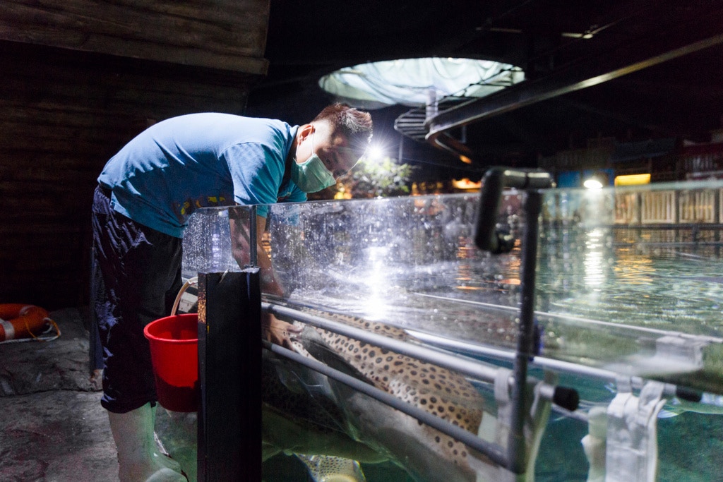 有時候亦需要為豹紋鯊照超聲波。 有時候亦需要為豹紋鯊照超聲波。