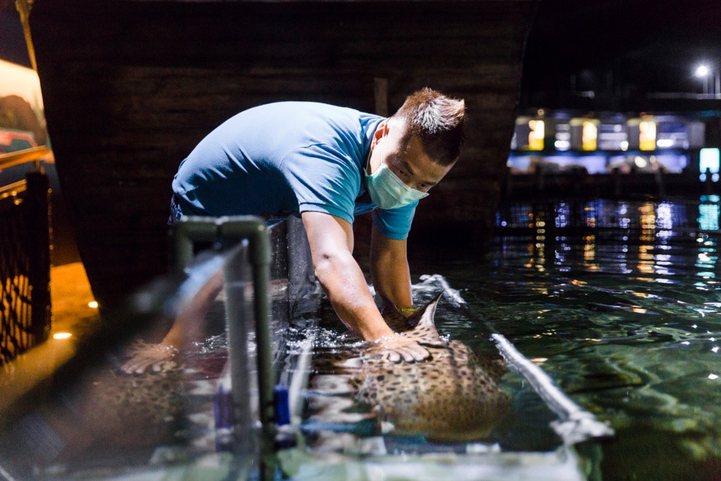水族園每日會為豹紋鯊檢查身體,包括抽血及檢查有否懷孕。 水族園每日會為豹紋鯊檢查身體,包括抽血及檢查有否懷孕。