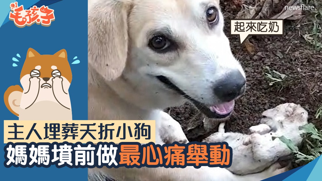 【寵物善終】夭折小狗被埋葬 狗媽墳前一個舉動 在場所有人哭崩 【寵物善終】夭折小狗被埋葬 狗媽墳前一個舉動 在場所有人哭崩