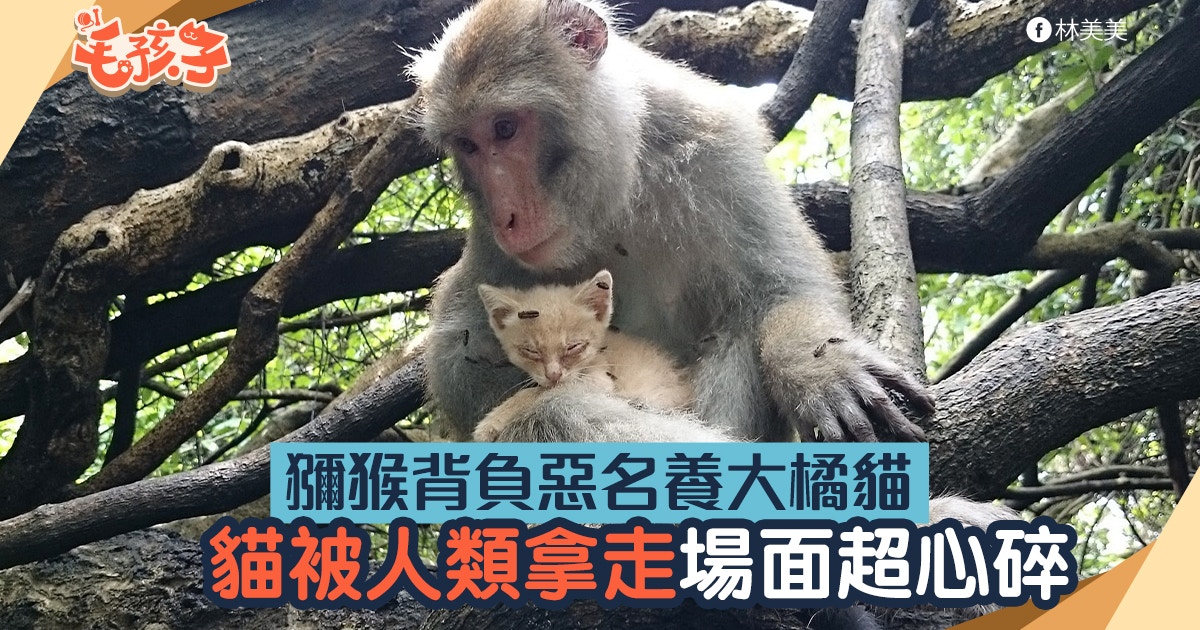 獼猴背負罪名養大橘貓　這天義工抱走貓　獼猴做出意想不到的舉動