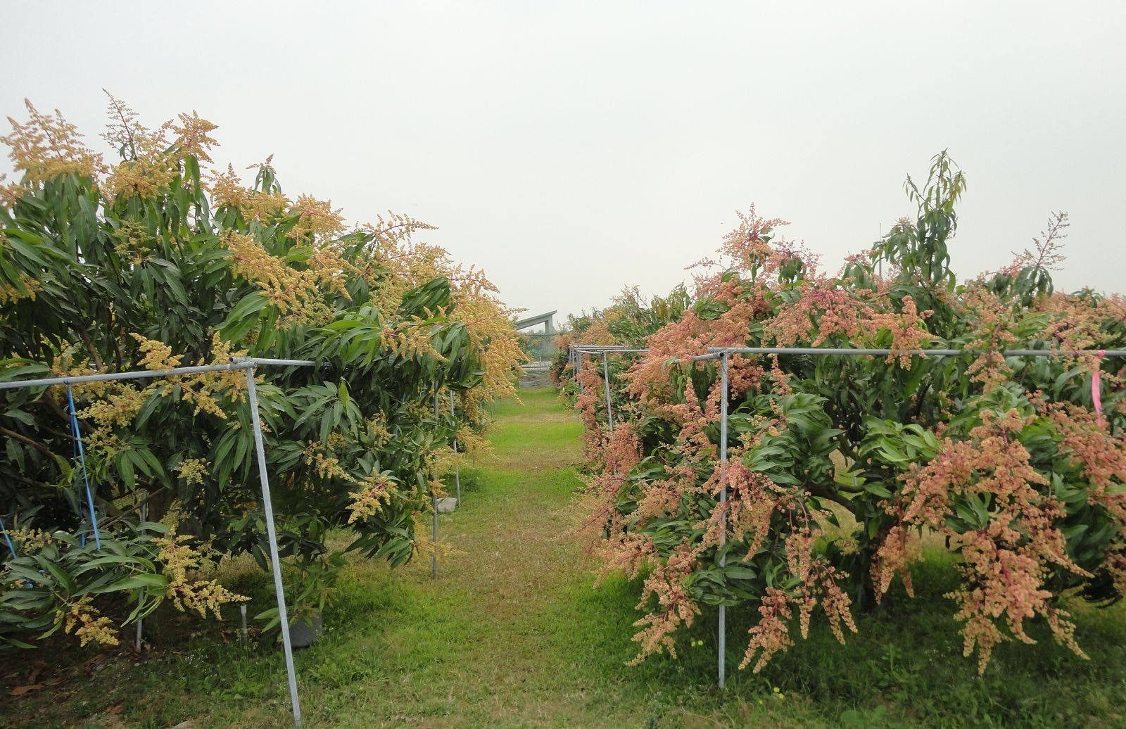 台灣芒果 愛文 金煌 夏雪 蜜雪點分 達人教3大靚芒貼士 香港01 熱爆話題