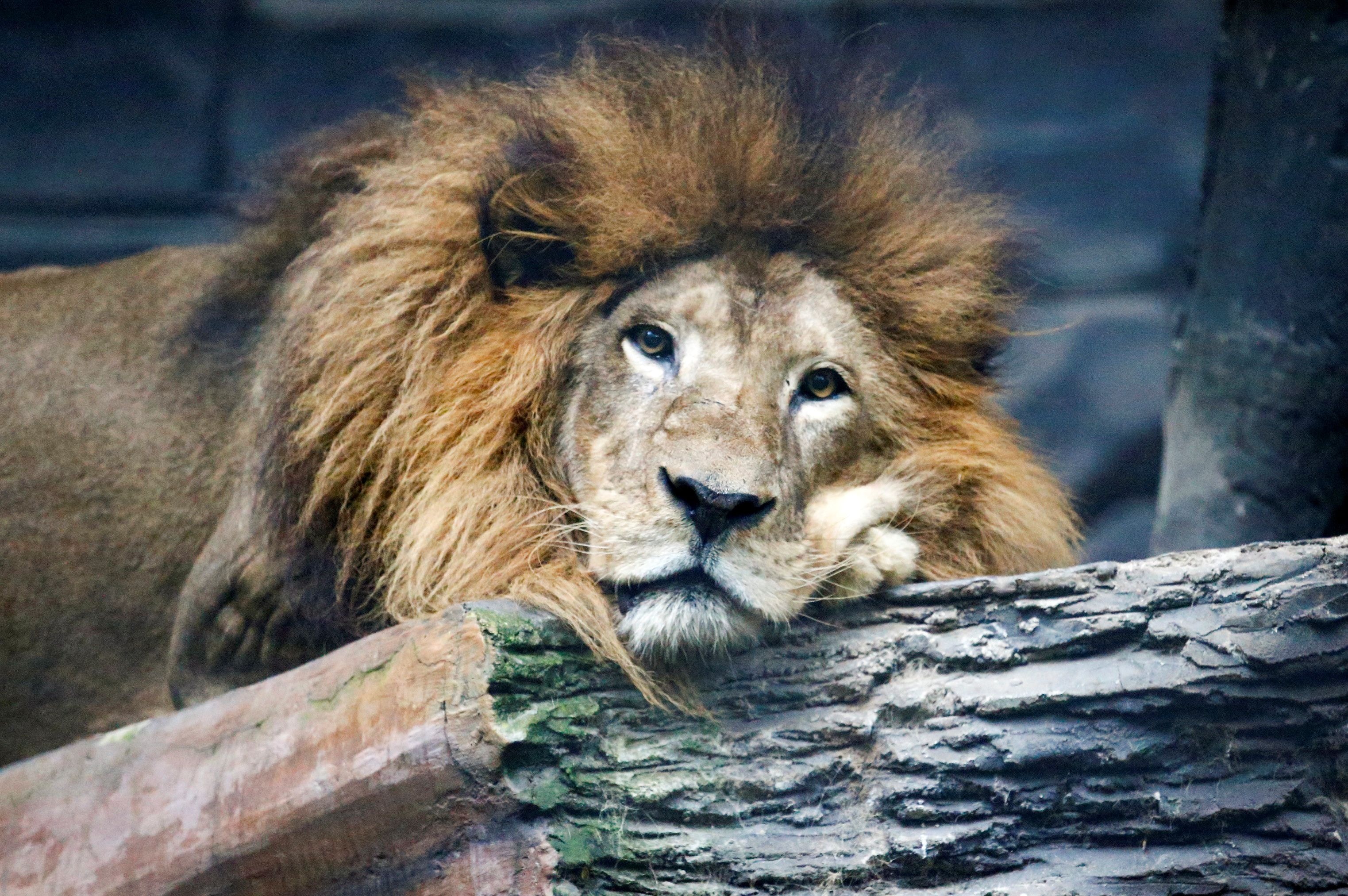 印尼疫情 動物園糧食危機獅子老虎 鄰居 或成猛獸 大餐 香港01 世界專題