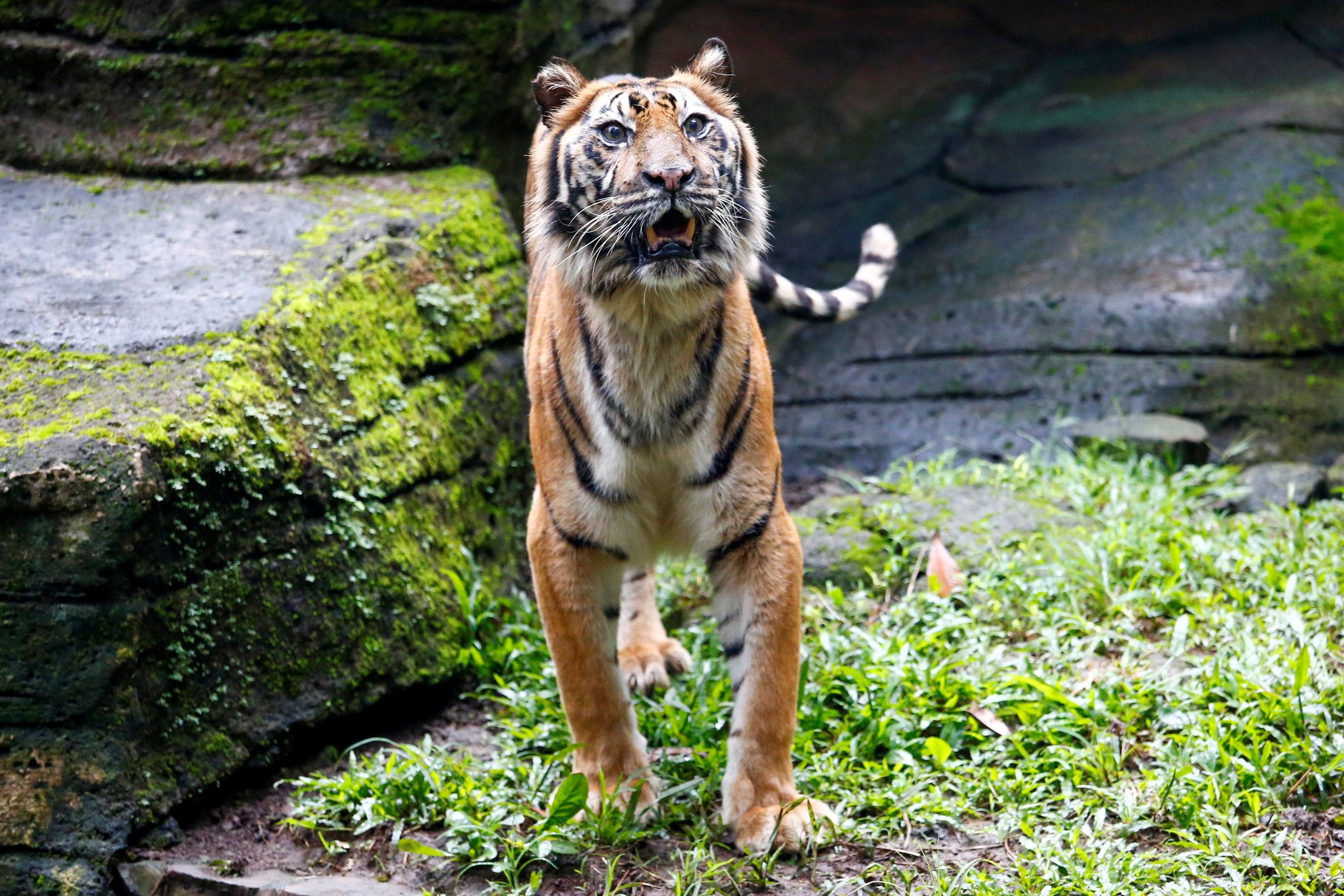 印尼疫情 動物園糧食危機獅子老虎 鄰居 或成猛獸 大餐 香港01 世界專題