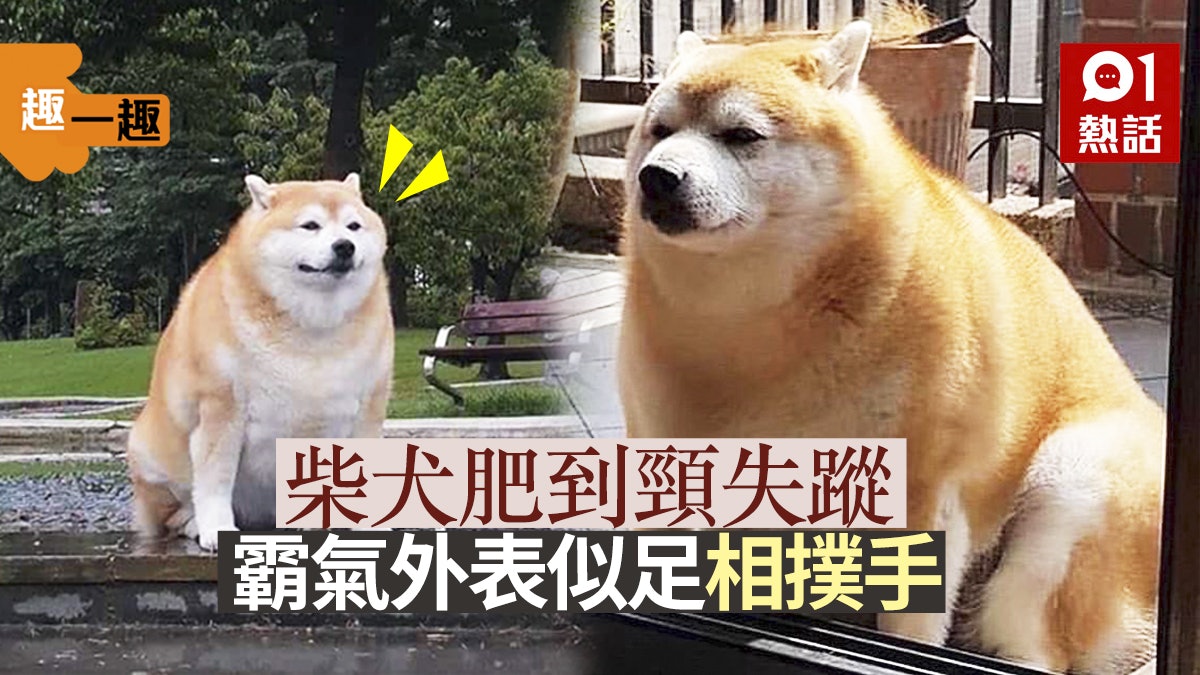 趣一趣 柴犬肥到頸失蹤超巨身型似相撲手網民勸減減肥 趣一趣 柴犬肥到頸失蹤超巨身型似相撲手網民勸減減肥