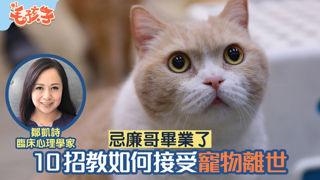 【忌廉哥離世】傷心情緒充斥 心理學家教10招 如何接受寵物離世 【忌廉哥離世】傷心情緒充斥 心理學家教10招 如何接受寵物離世