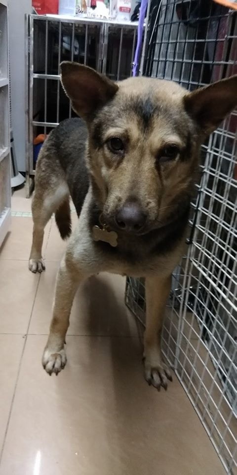 五歲的Hulu在半年前被義工在新界車場發現。(受訪者提供圖片) 五歲的Hulu在半年前被義工在新界車場發現。(受訪者提供圖片)