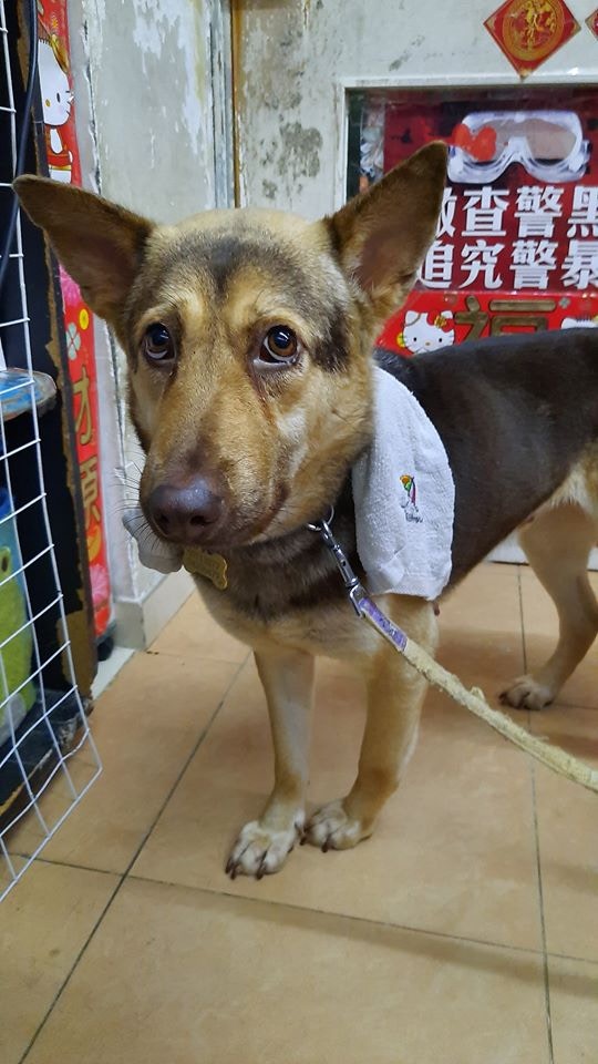 因為Hulu體內有心絲蟲，需要待痊癒後才能進行絕育手術。（受訪者提供圖片）