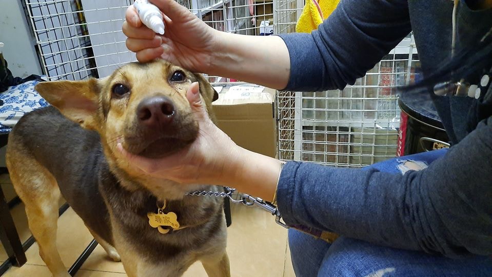 原本在完成絕育手術後，Hulu將會被領養。（受訪者提供圖片）