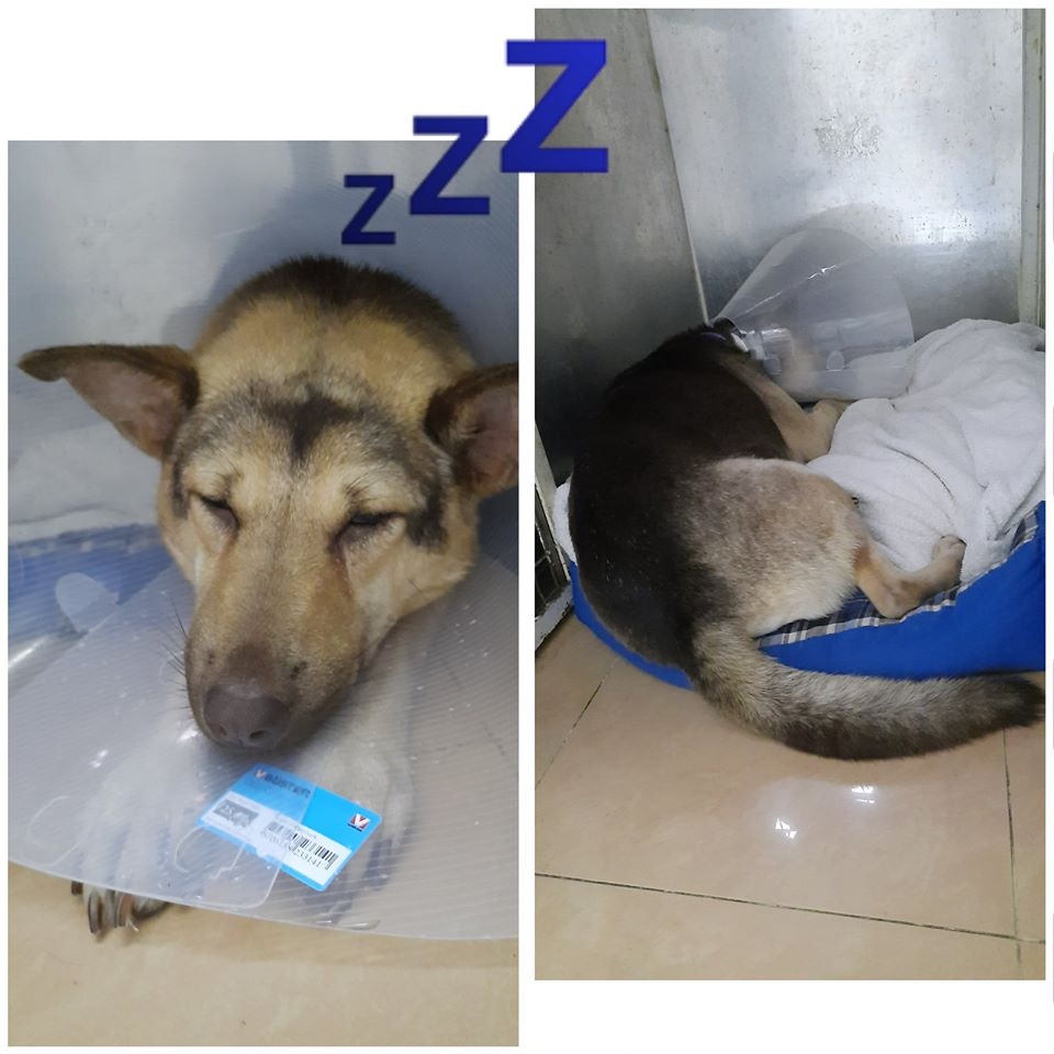 在完成第一次手術後，Hulu當時並沒有太大異常。（受訪者提供圖片）