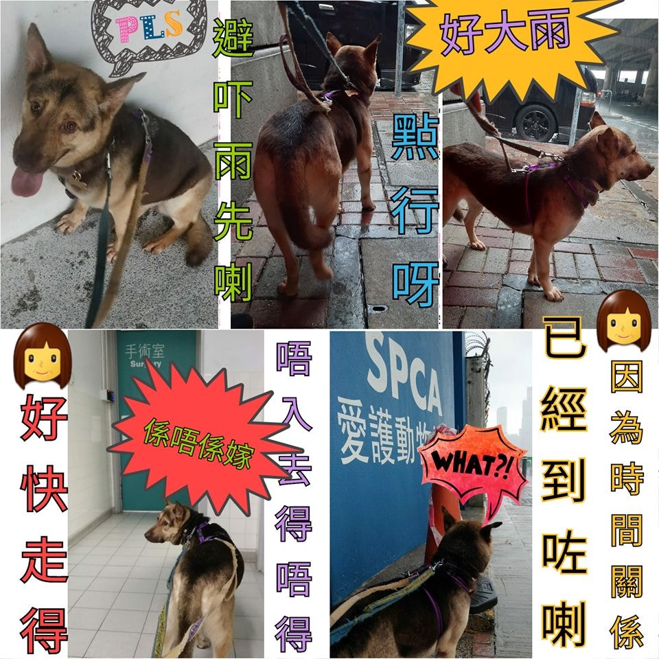 JJ指帶Hulu做絕育手術是為了牠的健康。(受訪者提供圖片) JJ指帶Hulu做絕育手術是為了牠的健康。(受訪者提供圖片)