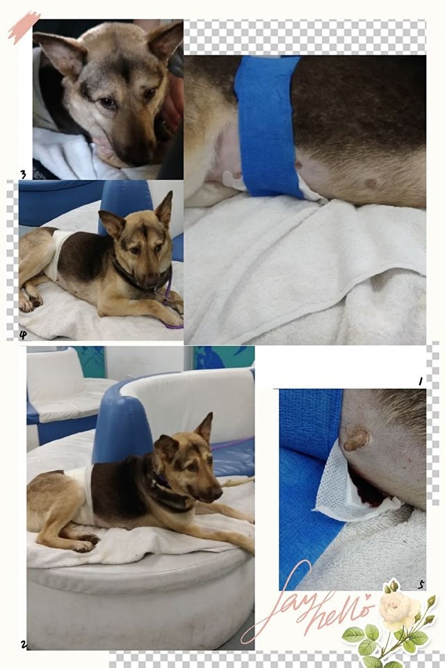 JJ帶Hulu到診所檢查，在等候取藥的時候，Hulu因繃帶移位，傷口又再滲血，內部的膠布已經濕透。（受訪者提供圖片）