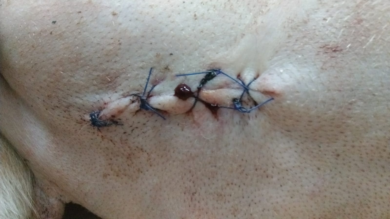 隔天，JJ就發現Hulu的傷口滲血。（受訪者提供圖片）