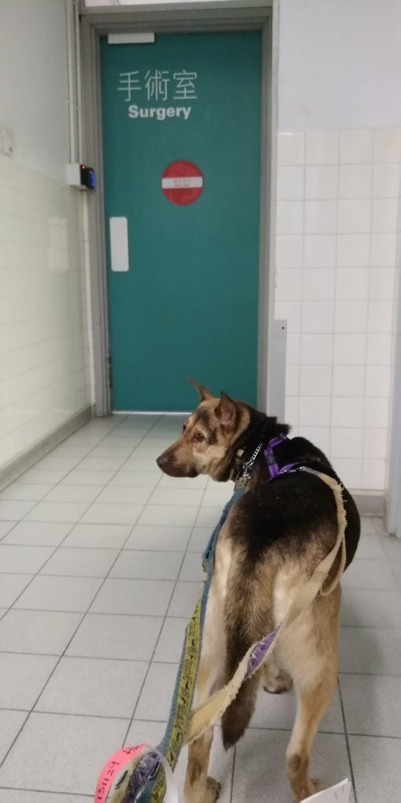 JJ指帶Hulu做絕育手術是為了牠的健康。（受訪者提供圖片）