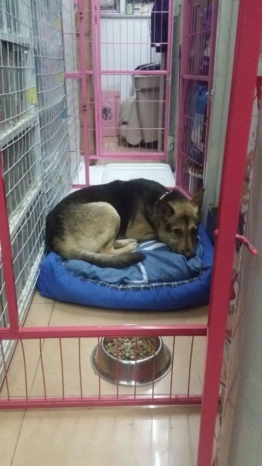 Hulu生前曾暫居義工JJ家。(受訪者提供圖片) Hulu生前曾暫居義工JJ家。(受訪者提供圖片)