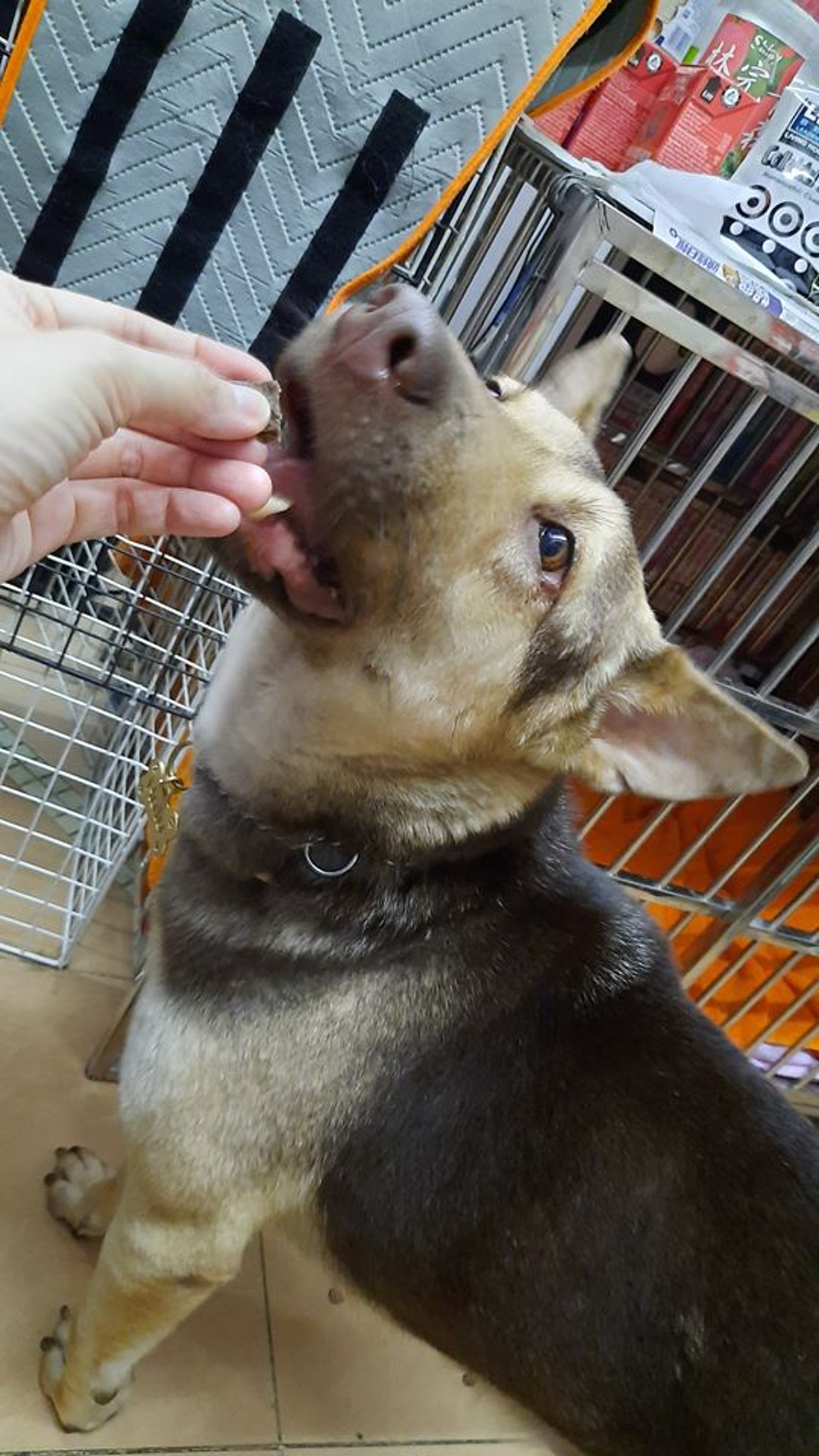 五歲的Hulu原是流浪狗。(受訪者提供圖片) 五歲的Hulu原是流浪狗。(受訪者提供圖片)