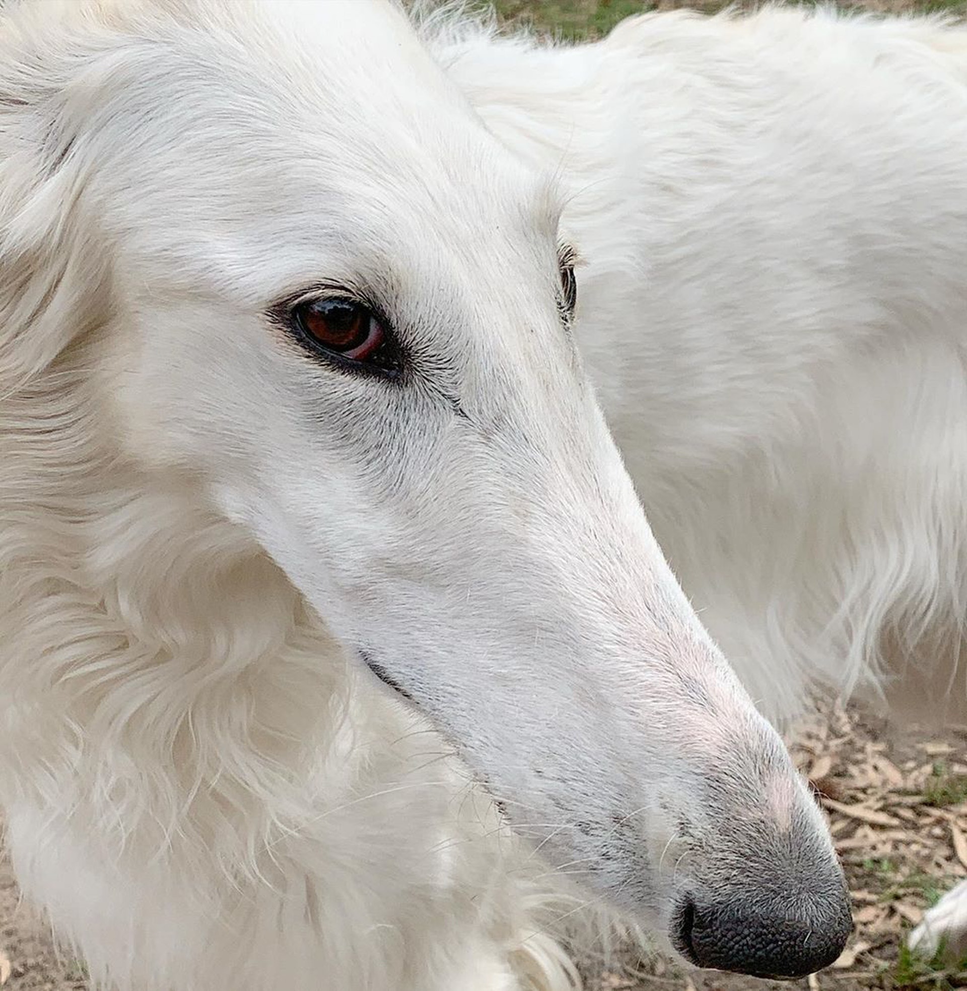 波索犬說謊長出木偶鼻 31cm間尺鼻堪稱世界最長 波索犬說謊長出木偶鼻 31cm間尺鼻堪稱世界最長