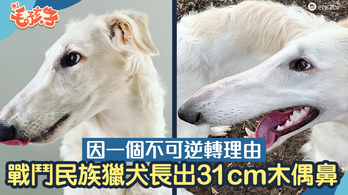波索犬說謊長出木偶鼻 31cm間尺鼻堪稱世界最長 波索犬說謊長出木偶鼻 31cm間尺鼻堪稱世界最長