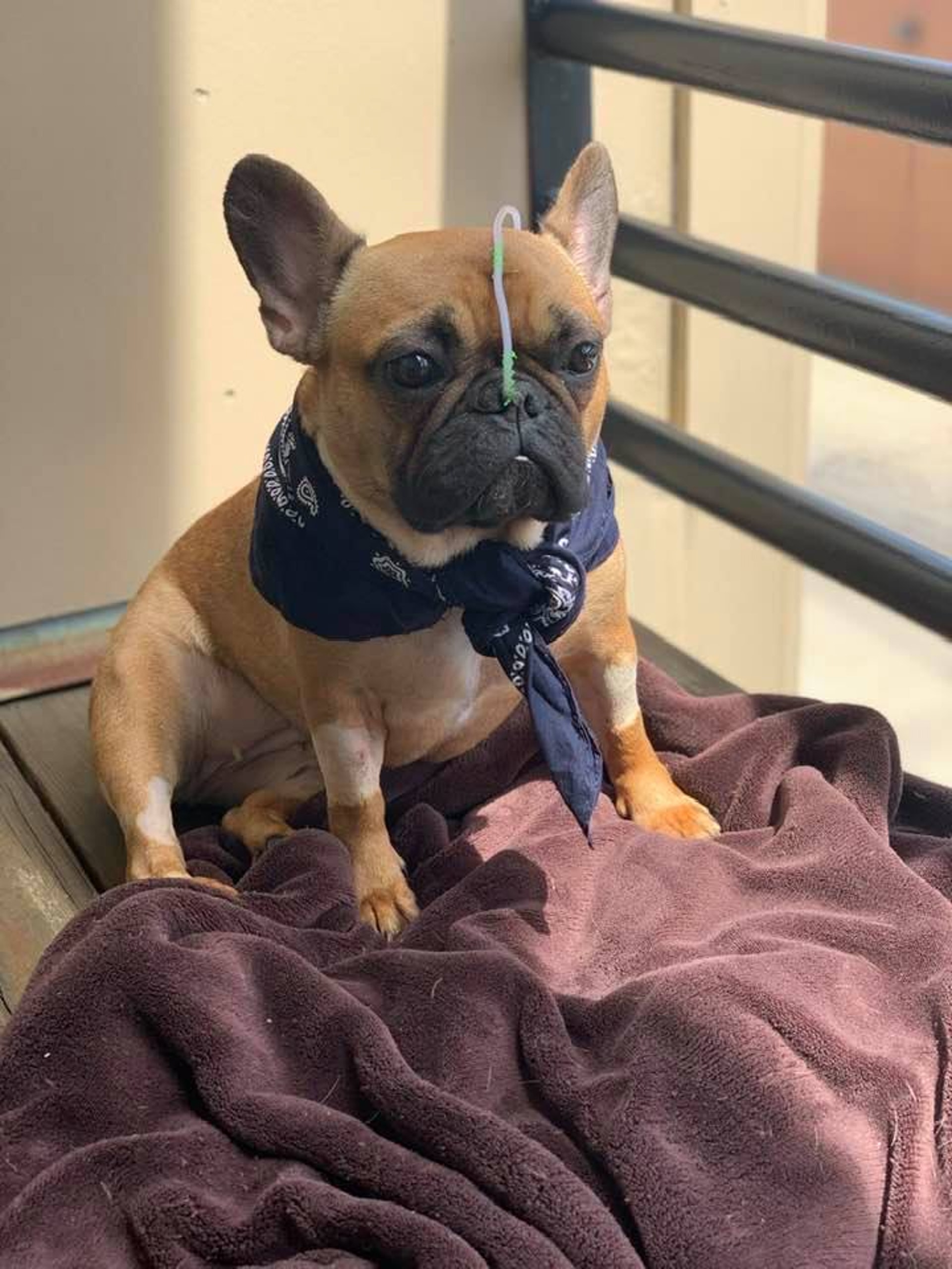 法國鬥牛犬誤食這 常見植物 後亡主人超後悔 別讓毛孩接觸 法國鬥牛犬誤食這 常見植物 後亡主人超後悔 別讓毛孩接觸