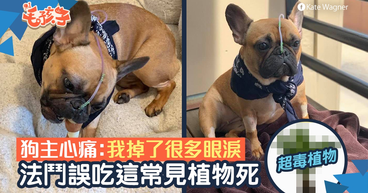 法國鬥牛犬誤食這 常見植物 後亡主人超後悔 別讓毛孩接觸 法國鬥牛犬誤食這 常見植物 後亡主人超後悔 別讓毛孩接觸