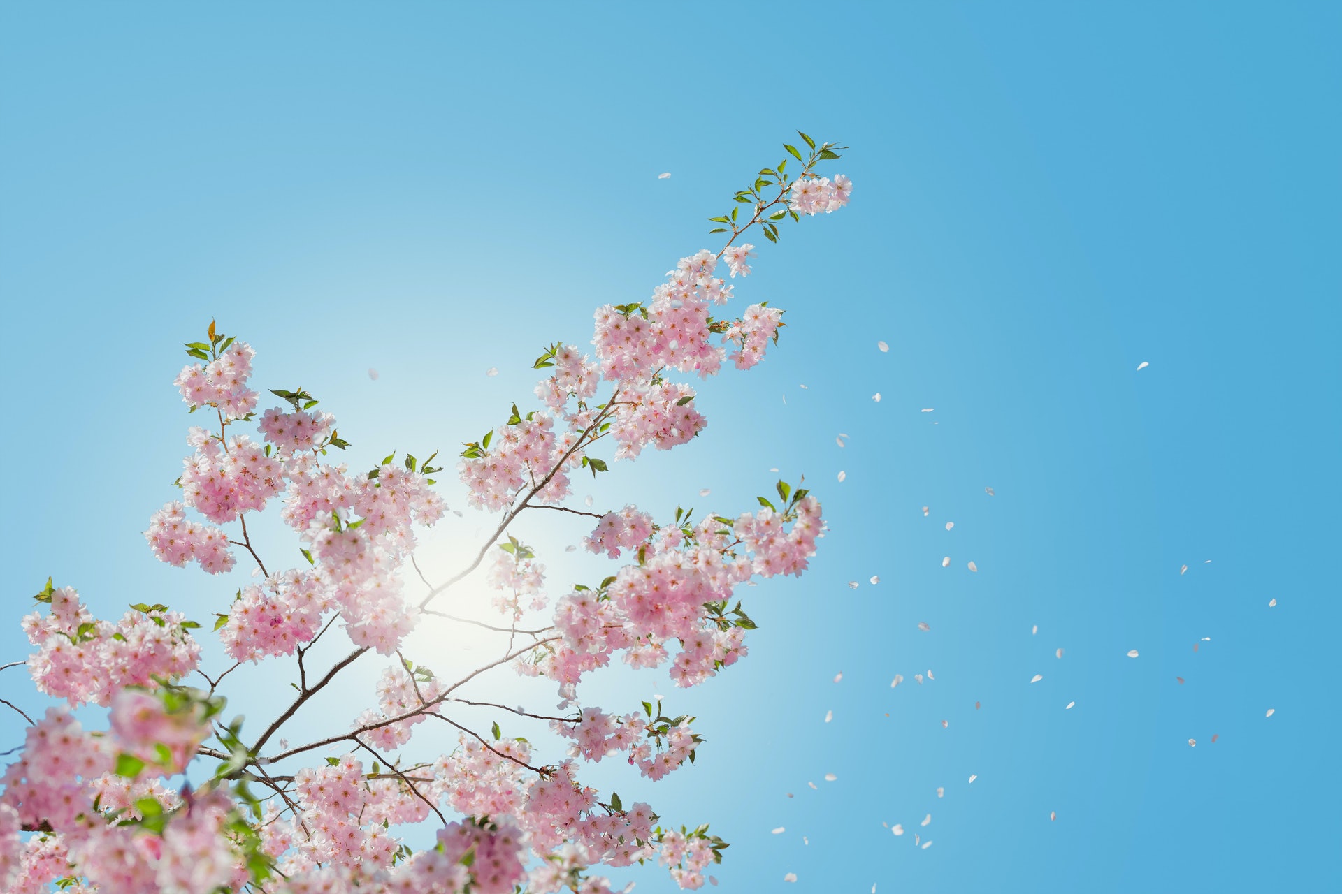烈日當空,曬得多小心長黑色素瘤皮膚癌!(andersjilden/unsplash) 烈日當空,曬得多小心長黑色素瘤皮膚癌!(andersjilden/unsplash)