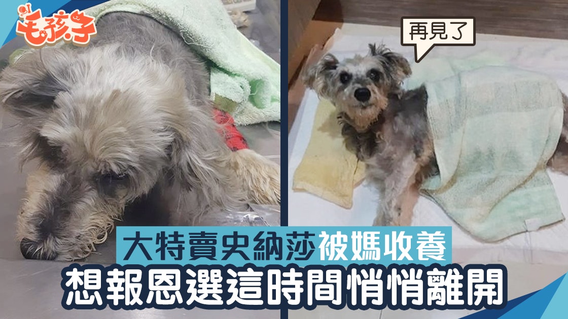 史納莎遇好心主人收編相親相愛12年後趁飼主熟睡時悄悄離世 香港01 寵物