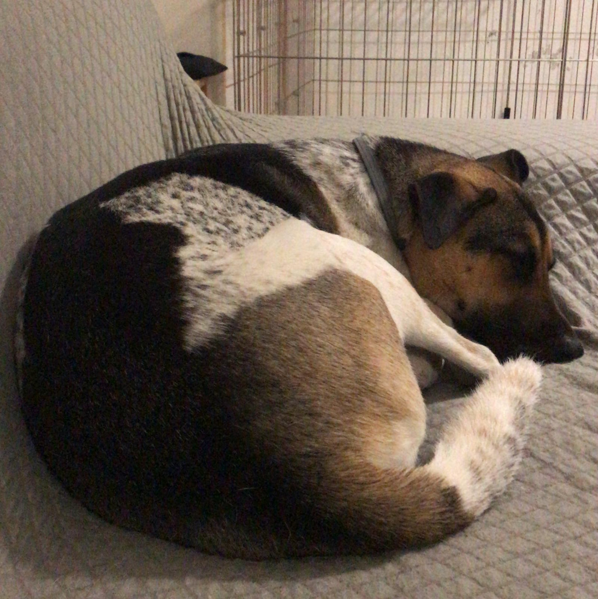 腎衰竭是狗隻一種不可逆轉的疾病。(受訪者提供圖片) 腎衰竭是狗隻一種不可逆轉的疾病。(受訪者提供圖片)