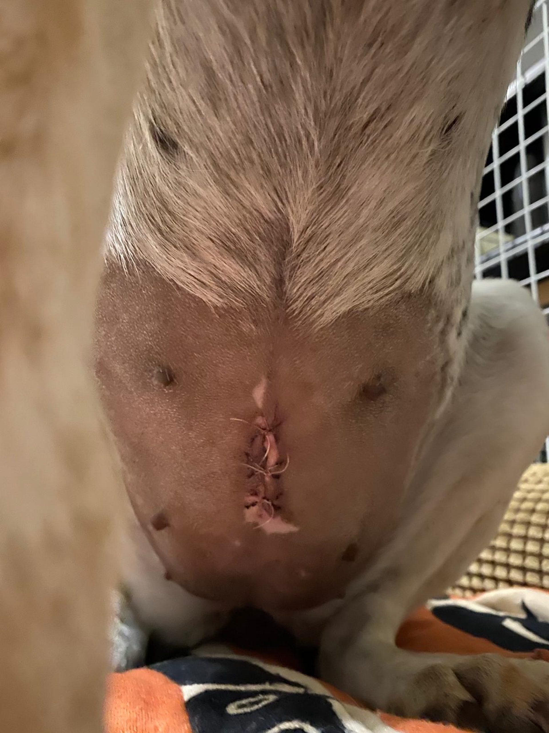 職員以明線為狗隻縫合傷口。(受訪者提供圖片) 職員以明線為狗隻縫合傷口。(受訪者提供圖片)