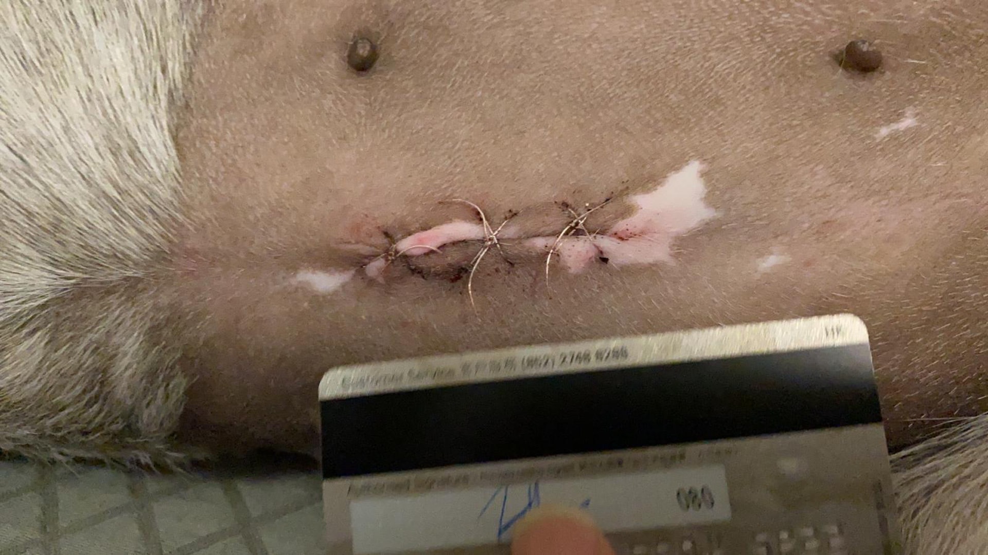 狗義工認為傷口偏大。(受訪者提供圖片) 狗義工認為傷口偏大。(受訪者提供圖片)