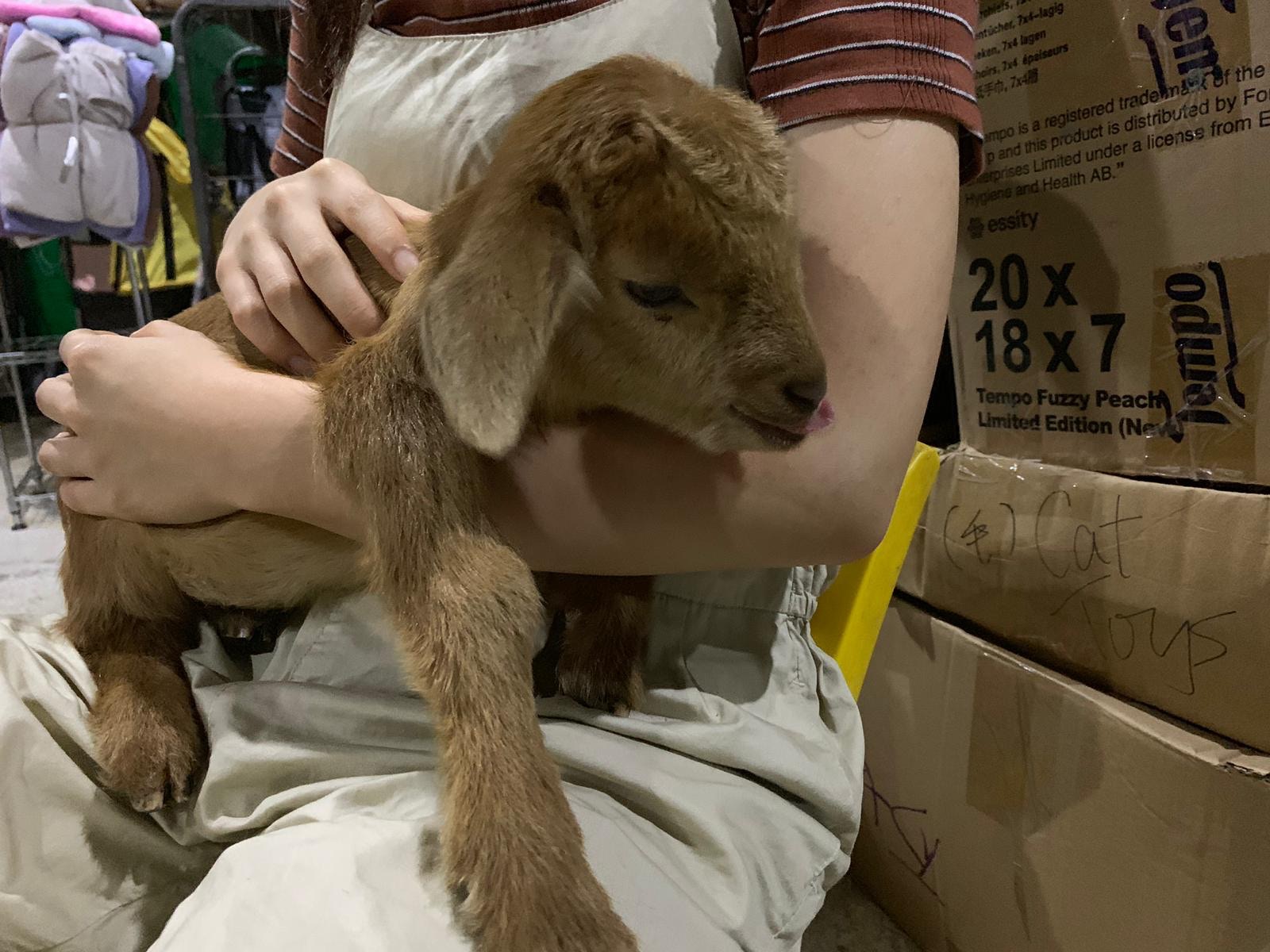 Billy剛被接回來時,約一個月大,當時的牠小巧又惹人憐愛。(相片由阿棍屋提供) Billy剛被接回來時,約一個月大,當時的牠小巧又惹人憐愛。(相片由阿棍屋提供)