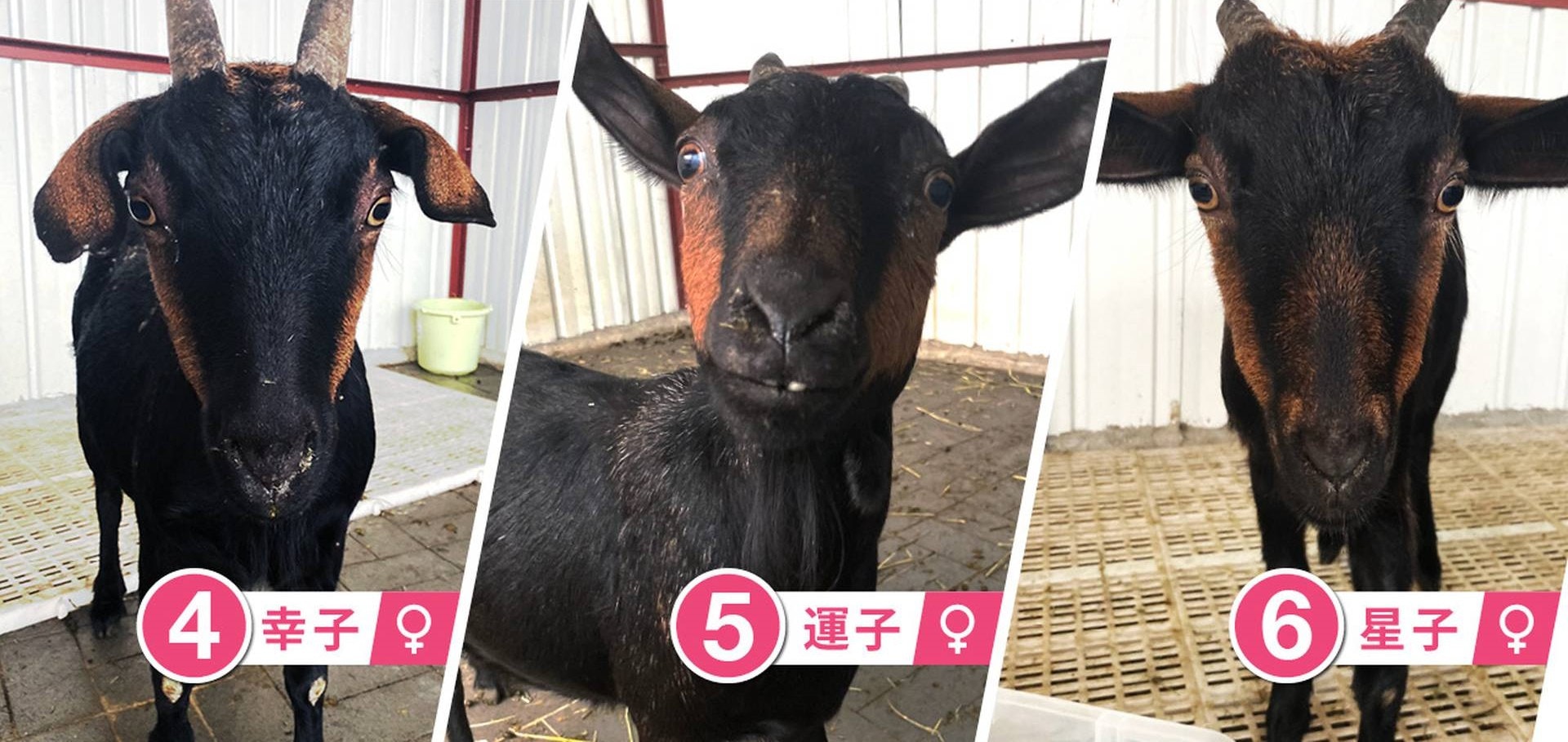 幸子和運子現時懷有羊BB,願望是能安心養胎,成功誕下羊BB。 幸子和運子現時懷有羊BB,願望是能安心養胎,成功誕下羊BB。