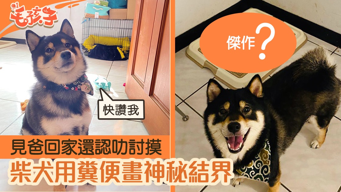 柴犬在盆便「排出」魔法陣 爸回家看到秒崩潰:你想召喚屎王嗎? 柴犬在盆便「排出」魔法陣 爸回家看到秒崩潰:你想召喚屎王嗎?