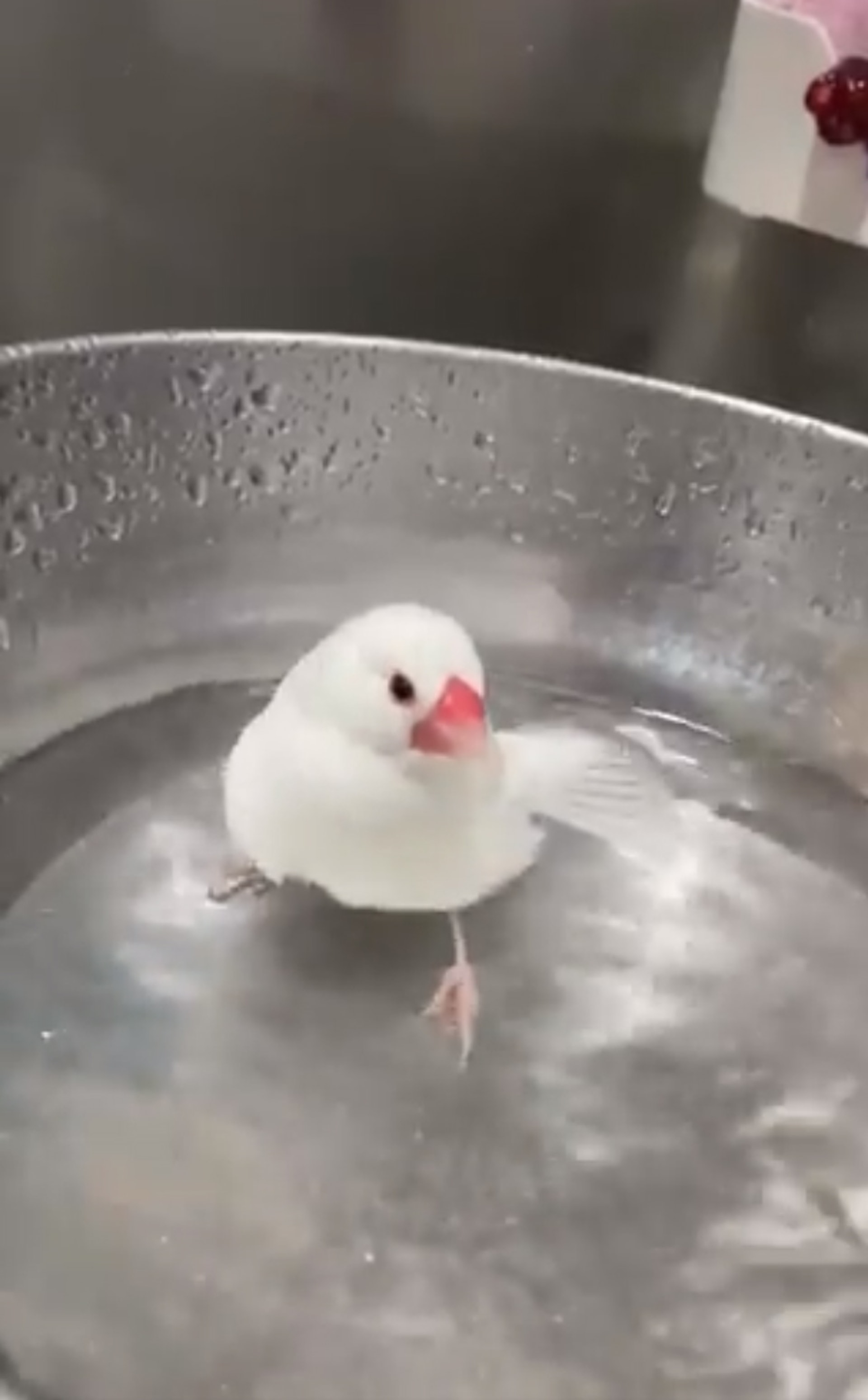 白文鳥躺翻滾水中網民以為 煮小鳥 虐畜大驚主人澄清惹笑翻 香港01 熱爆話題