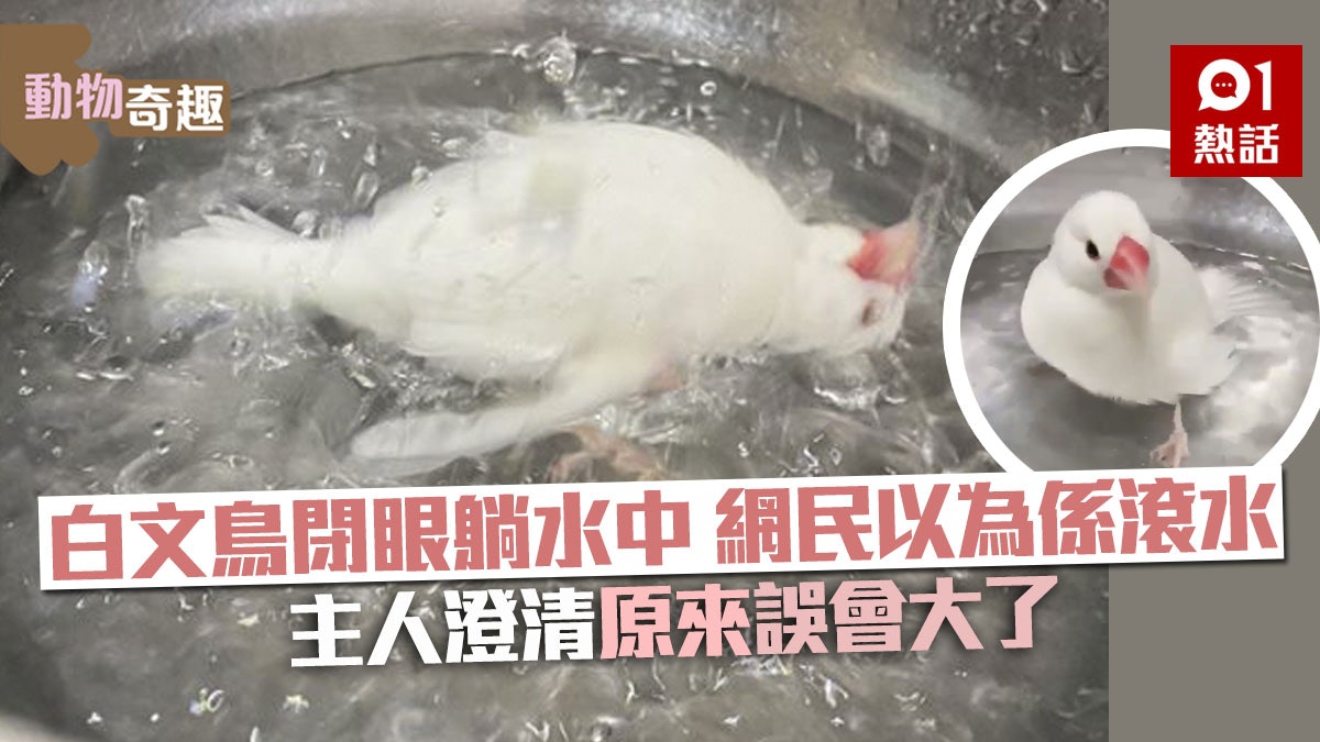 白文鳥躺翻滾水中網民以為 煮小鳥 虐畜大驚主人澄清惹笑翻 香港01 熱爆話題 白文鳥躺翻滾水中網民以為 煮小鳥 虐畜大驚主人澄清惹笑翻 香港01 熱爆話題