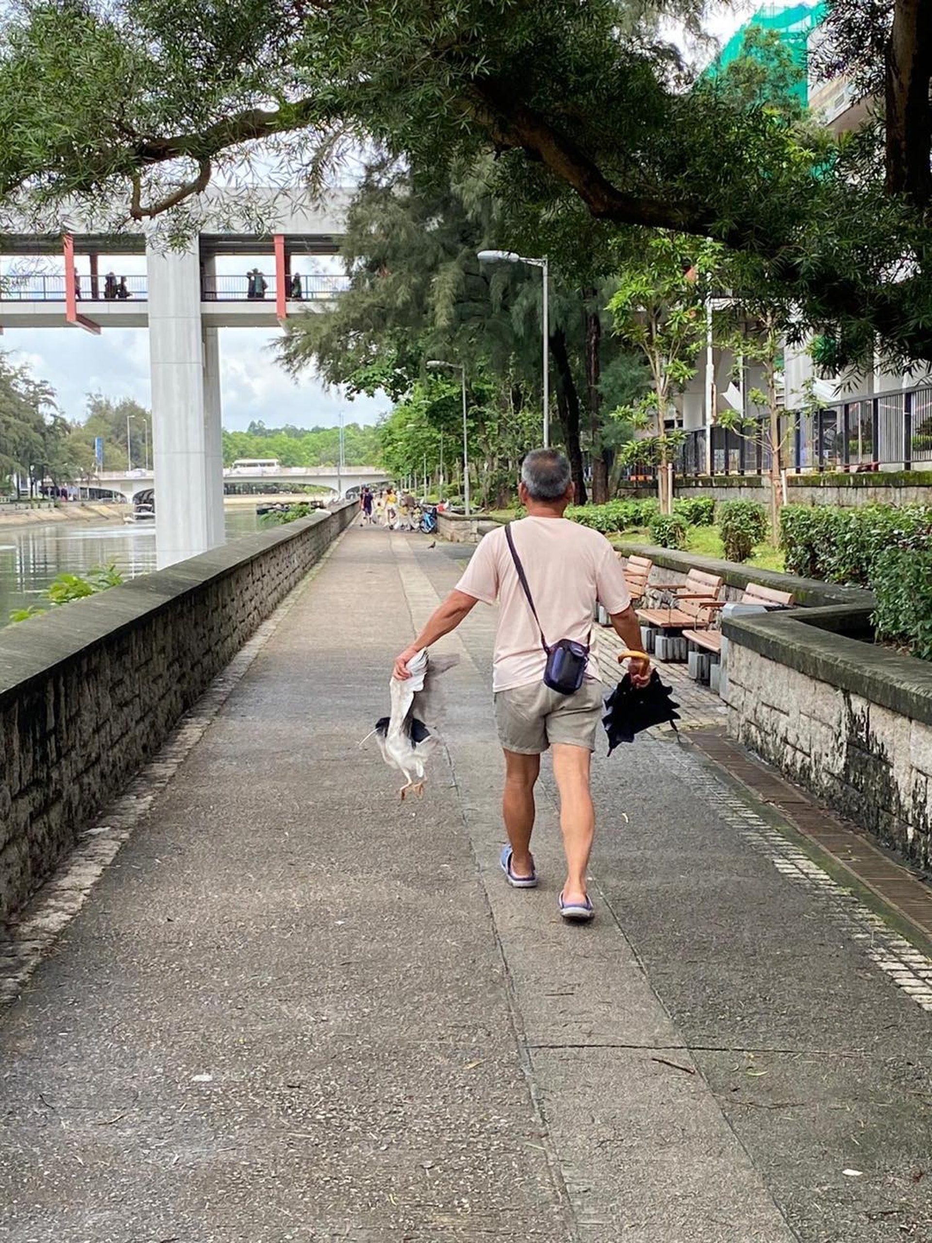 大埔區議員連桷璋的同事,今日下午在大埔林村河發現1名男子活捉白鷺。(連桷璋facebook圖片) 大埔區議員連桷璋的同事,今日下午在大埔林村河發現1名男子活捉白鷺。(連桷璋facebook圖片)