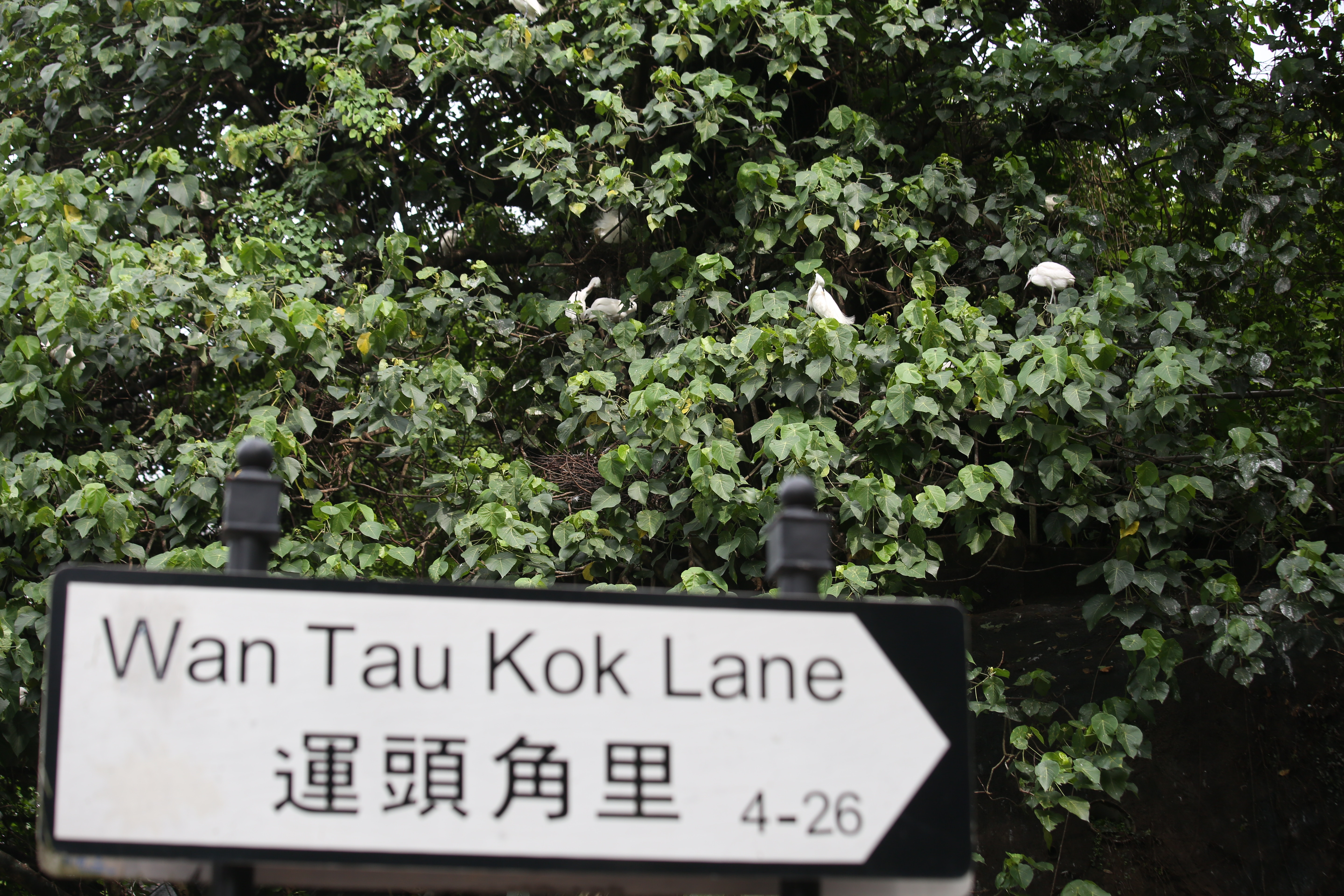 大埔鷺鳥林一向有大量鷺鳥棲息。(魯嘉裕攝) 大埔鷺鳥林一向有大量鷺鳥棲息。(魯嘉裕攝)