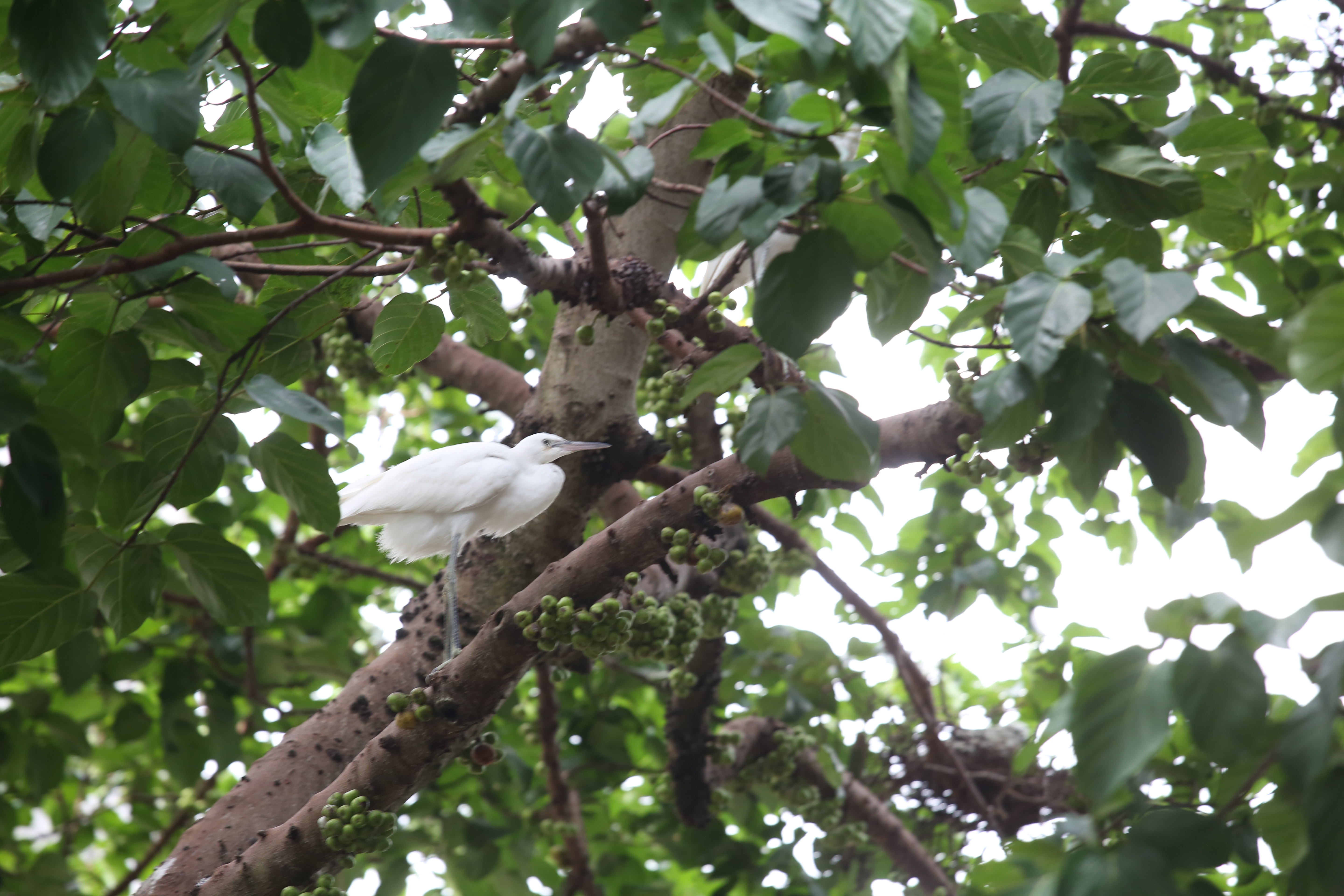 大埔鷺鳥林一向有大量鷺鳥棲息。(魯嘉裕攝) 大埔鷺鳥林一向有大量鷺鳥棲息。(魯嘉裕攝)