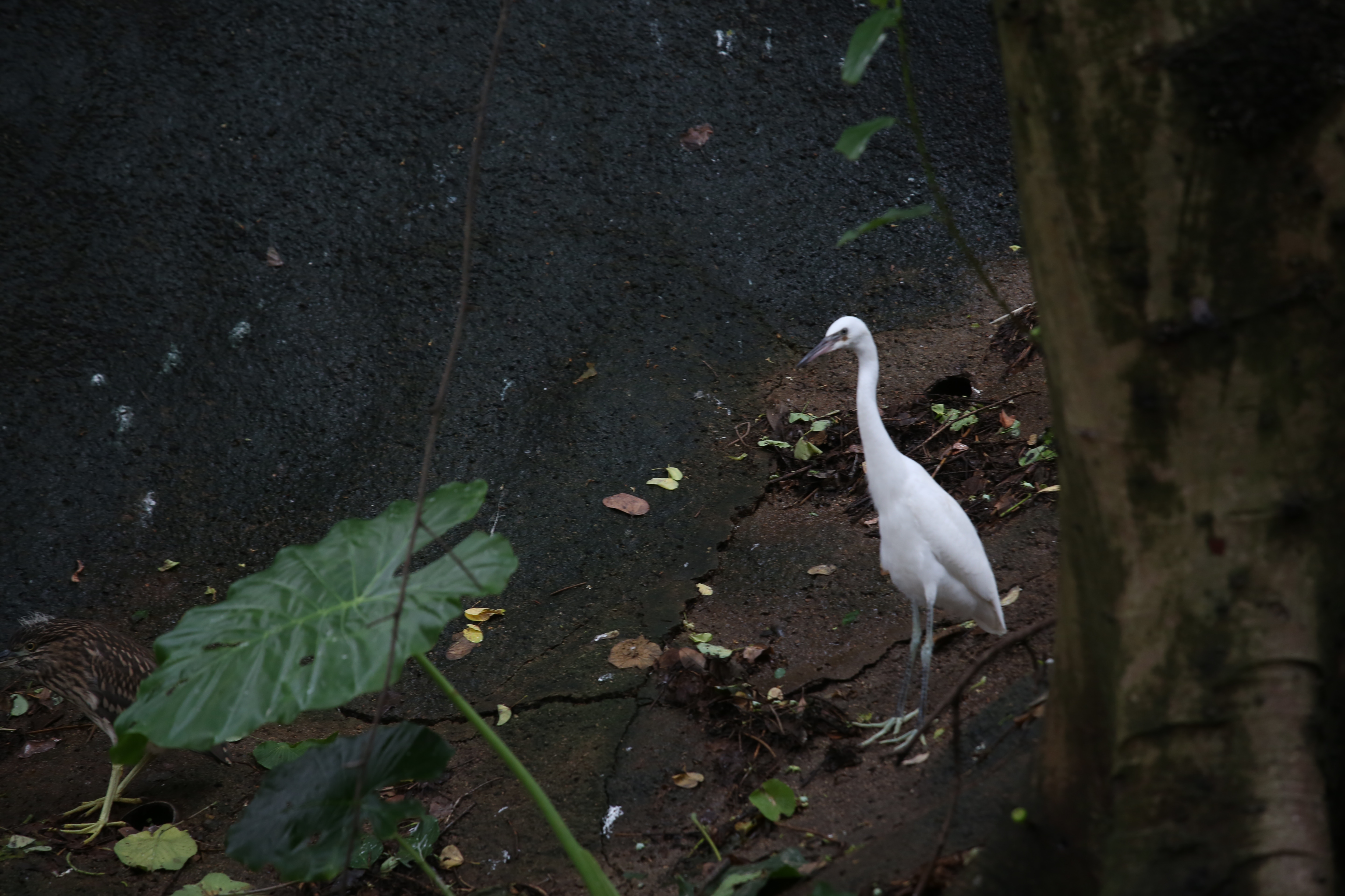 大埔鷺鳥林一向有大量鷺鳥棲息。(魯嘉裕攝) 大埔鷺鳥林一向有大量鷺鳥棲息。(魯嘉裕攝)