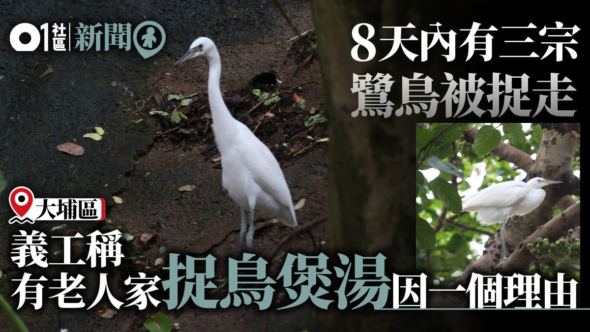 大埔中年漢捉走鷺鳥觀鳥會強烈譴責保育團體義工 是虐殺動物 大埔中年漢捉走鷺鳥觀鳥會強烈譴責保育團體義工 是虐殺動物