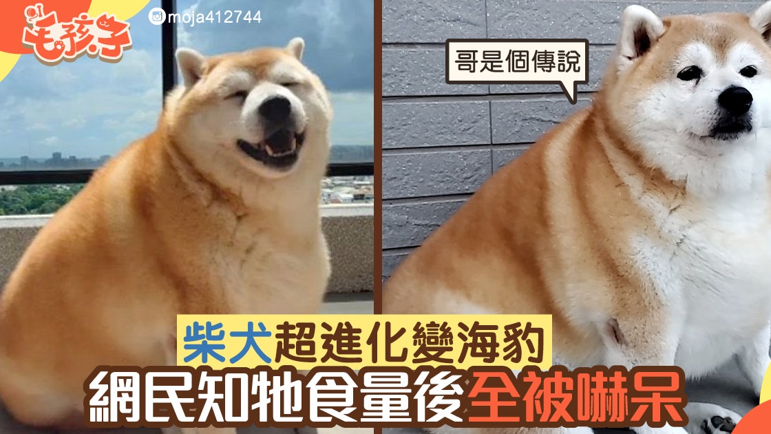 【柴犬食量】柴犬超進化變海豹 網民得知食量後全被嚇呆 【柴犬食量】柴犬超進化變海豹 網民得知食量後全被嚇呆