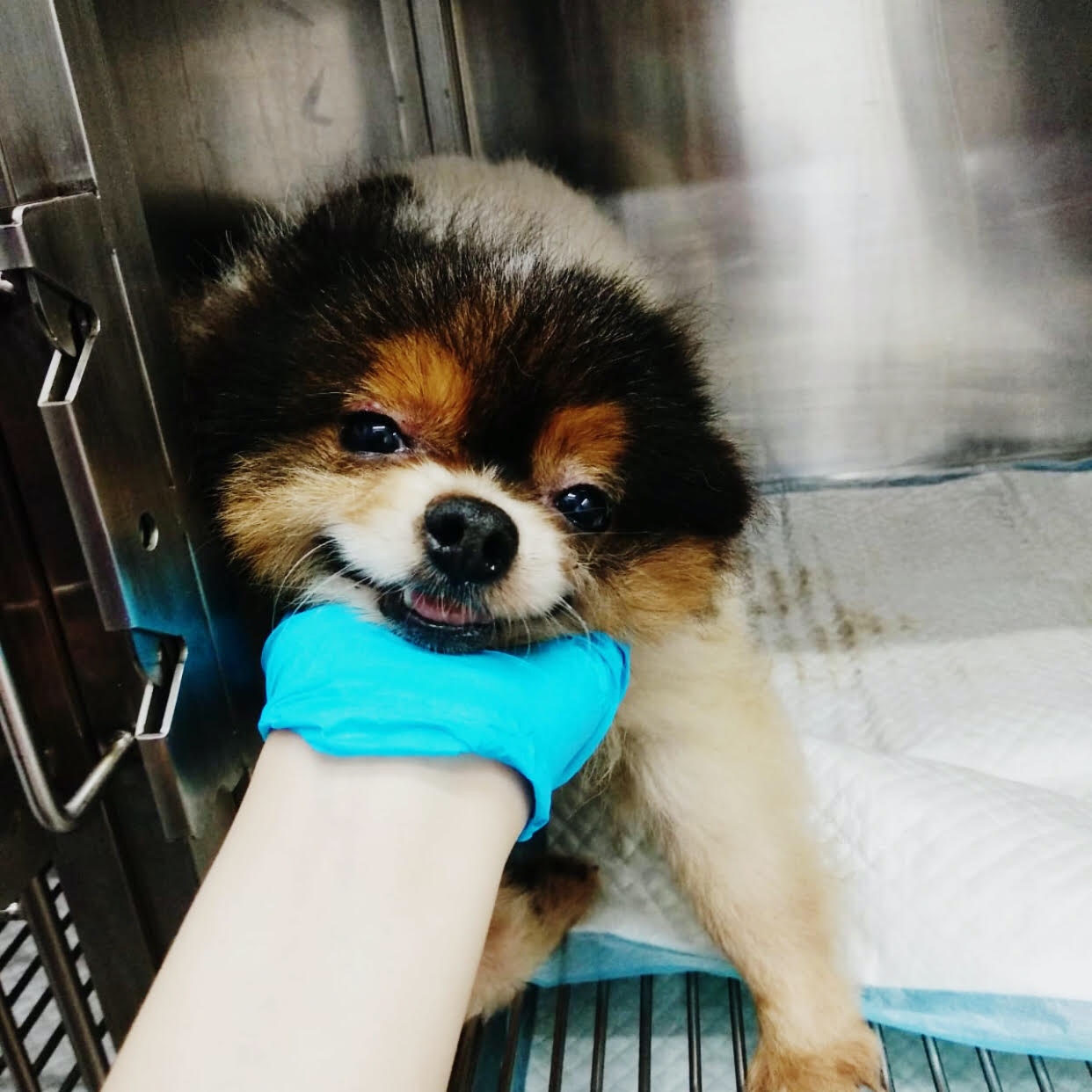 去年獲LAP拯救的Tawny是罕有的三色松鼠狗,但其特別的毛色、可愛的外表卻令牠被囚禁在繁殖場長達11年,更因長期注射荷爾蒙針而中風。(由機構提供) 去年獲LAP拯救的Tawny是罕有的三色松鼠狗,但其特別的毛色、可愛的外表卻令牠被囚禁在繁殖場長達11年,更因長期注射荷爾蒙針而中風。(由機構提供)