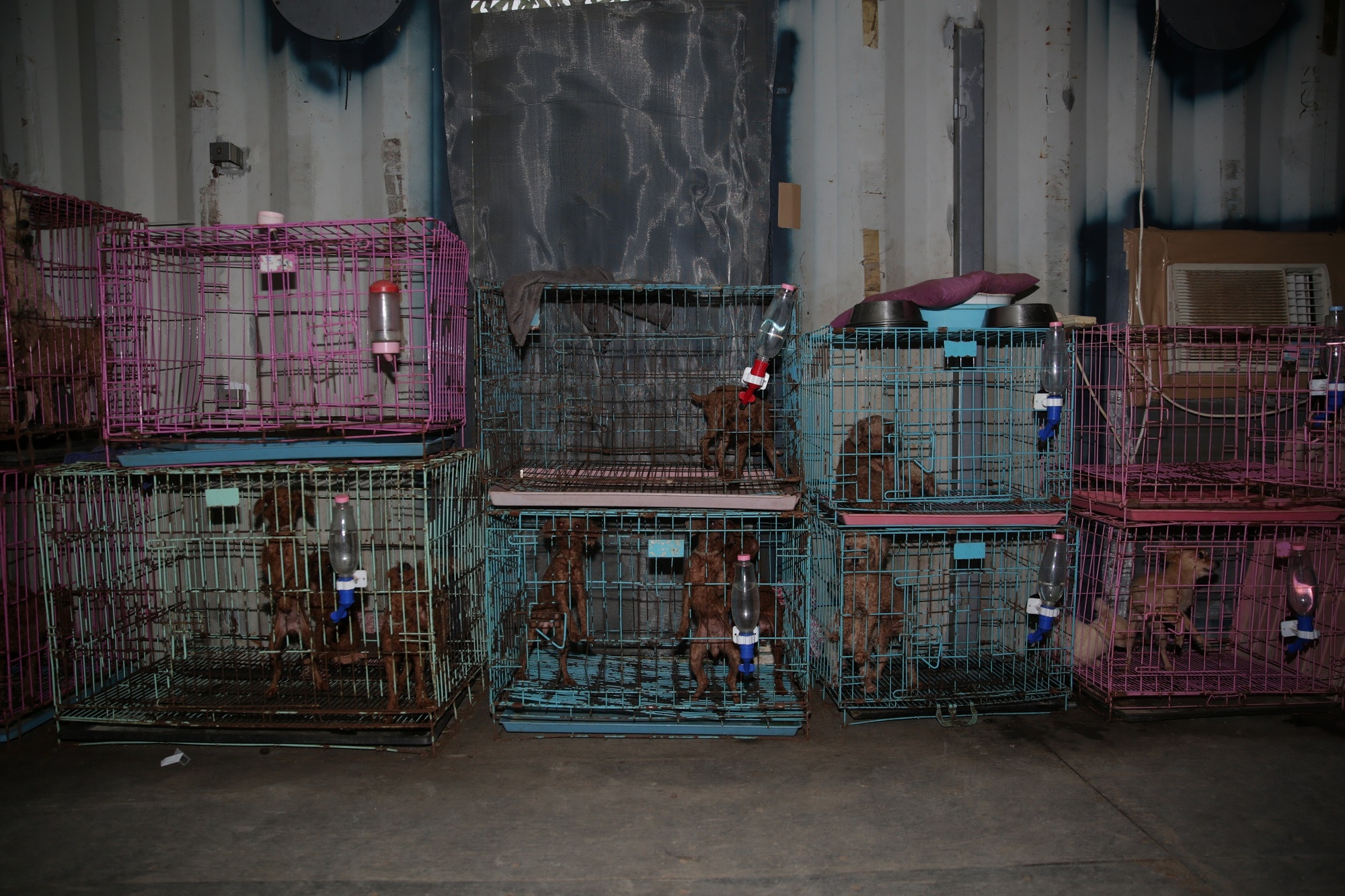 LAP義工Yvonne表示,繁殖場的毛孩大多因長期困在狹小、衛生條件惡劣的籠子中,甚至被注射荷爾蒙針,以致患上關節炎、狗瘟、中風等疾病,亦令牠們獲救後往往需持續接受治療。(資料圖片) LAP義工Yvonne表示,繁殖場的毛孩大多因長期困在狹小、衛生條件惡劣的籠子中,甚至被注射荷爾蒙針,以致患上關節炎、狗瘟、中風等疾病,亦令牠們獲救後往往需持續接受治療。(資料圖片)