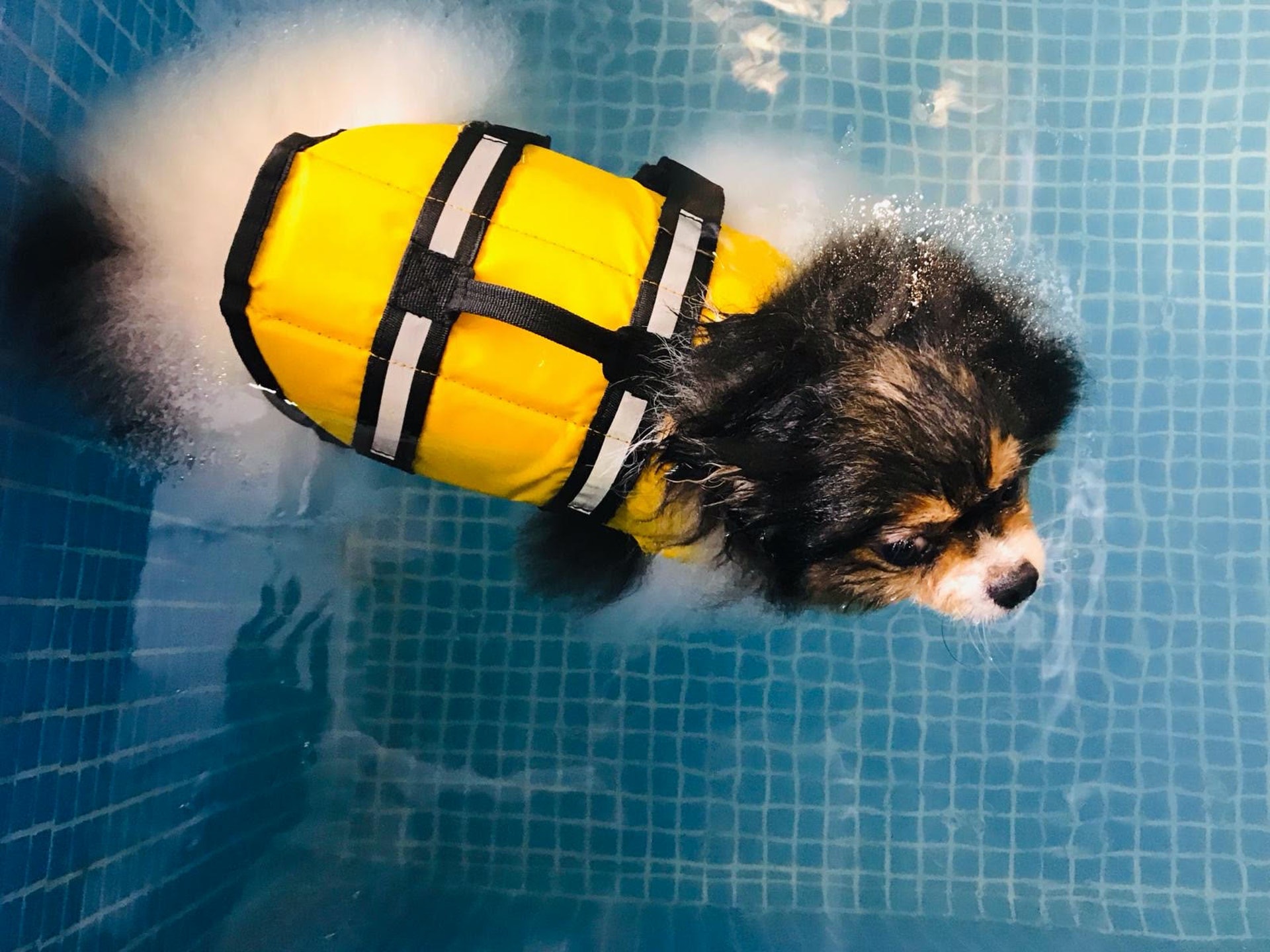 剛獲救時,Tawny的情況極為嚴重,獸醫更一度建議讓Tawny接受安樂死。幸得Yvonne悉心照顧,花盡心力帶牠去游水和接受物理治療,情況終有所改善。(由機構提供) 剛獲救時,Tawny的情況極為嚴重,獸醫更一度建議讓Tawny接受安樂死。幸得Yvonne悉心照顧,花盡心力帶牠去游水和接受物理治療,情況終有所改善。(由機構提供)