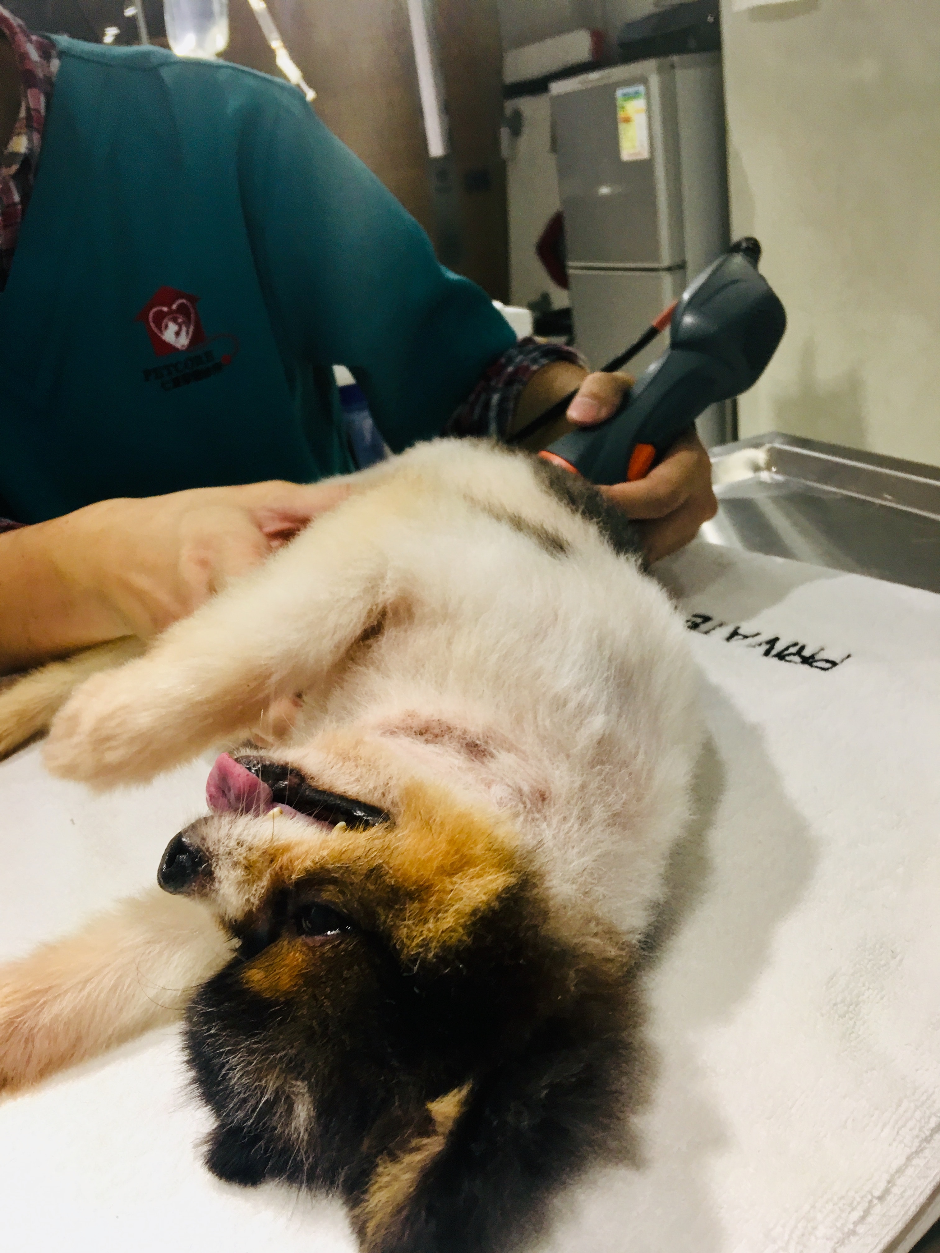 接受多次物理治療後,原本四肢軟癱的Tawny,終有力支撐自己的身體,並逐步重拾活動能力。(由機構提供) 接受多次物理治療後,原本四肢軟癱的Tawny,終有力支撐自己的身體,並逐步重拾活動能力。(由機構提供)