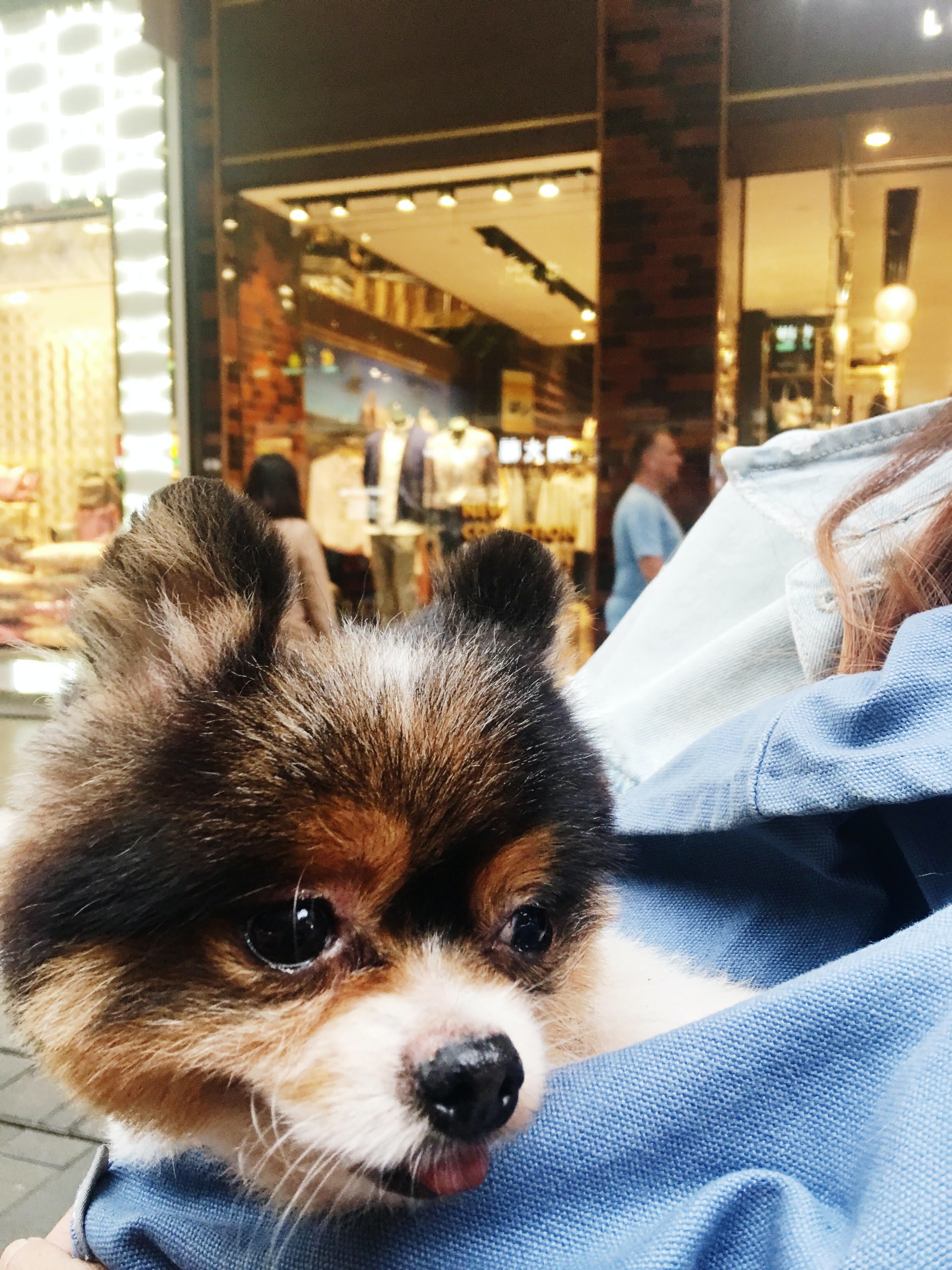 治療期間,Yvonne曾帶Tawny外出行街和剪毛,亦向牠送上玩具,讓牠體驗到多個生命的第一次。(由機構提供) 治療期間,Yvonne曾帶Tawny外出行街和剪毛,亦向牠送上玩具,讓牠體驗到多個生命的第一次。(由機構提供)