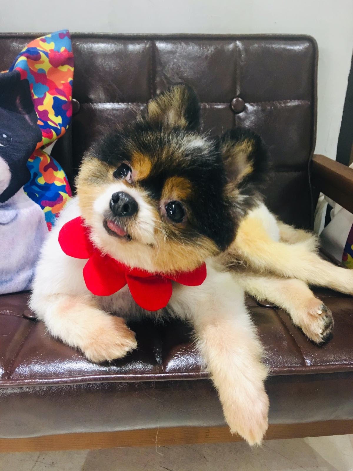 治療期間,Yvonne曾帶Tawny外出行街和剪毛,亦向牠送上玩具,讓牠體驗到多個生命的第一次。(由機構提供) 治療期間,Yvonne曾帶Tawny外出行街和剪毛,亦向牠送上玩具,讓牠體驗到多個生命的第一次。(由機構提供)