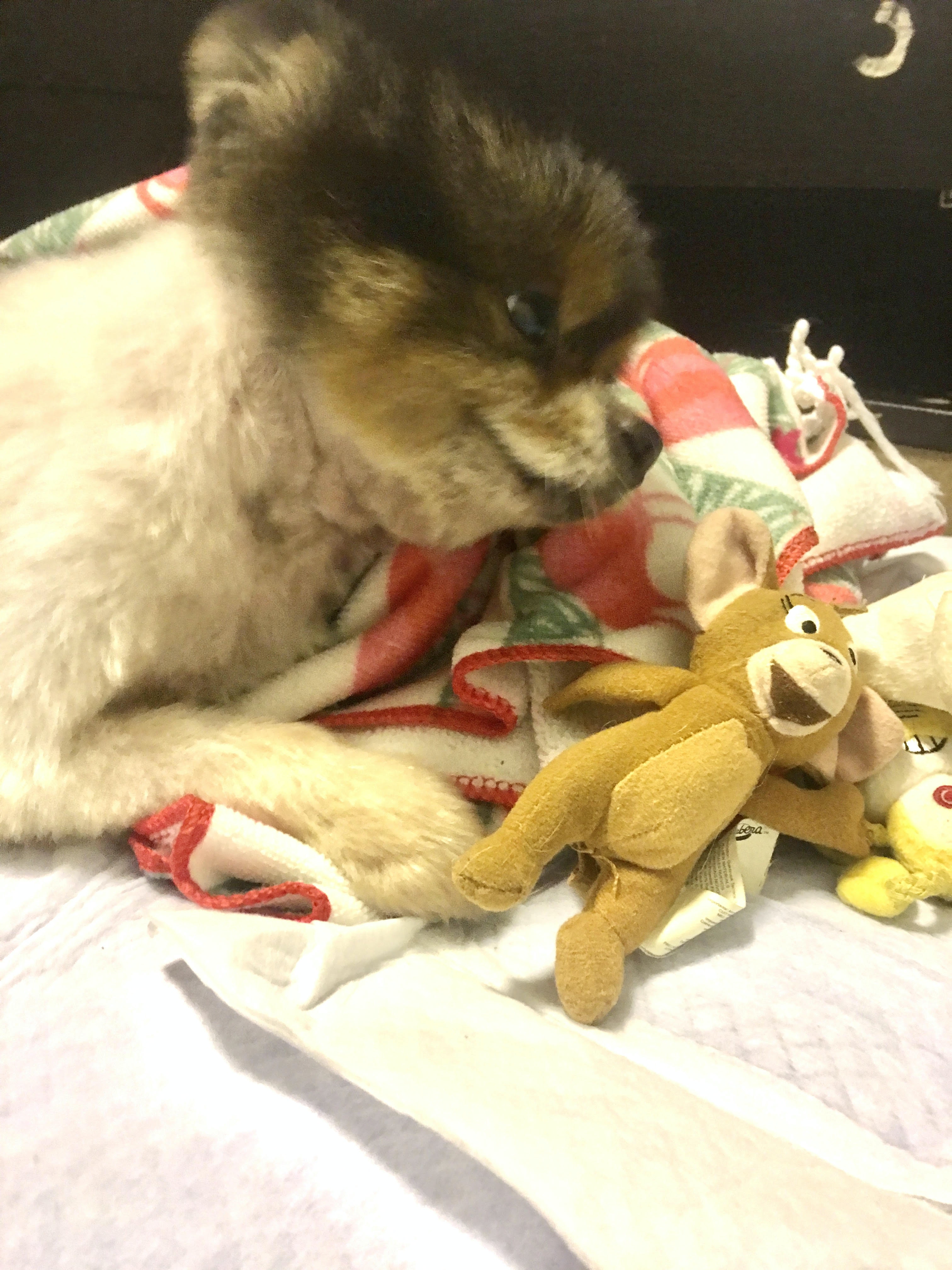 治療期間,Yvonne曾帶Tawny外出行街和剪毛,亦向牠送上玩具,讓牠體驗到多個生命的第一次。(由機構提供) 治療期間,Yvonne曾帶Tawny外出行街和剪毛,亦向牠送上玩具,讓牠體驗到多個生命的第一次。(由機構提供)