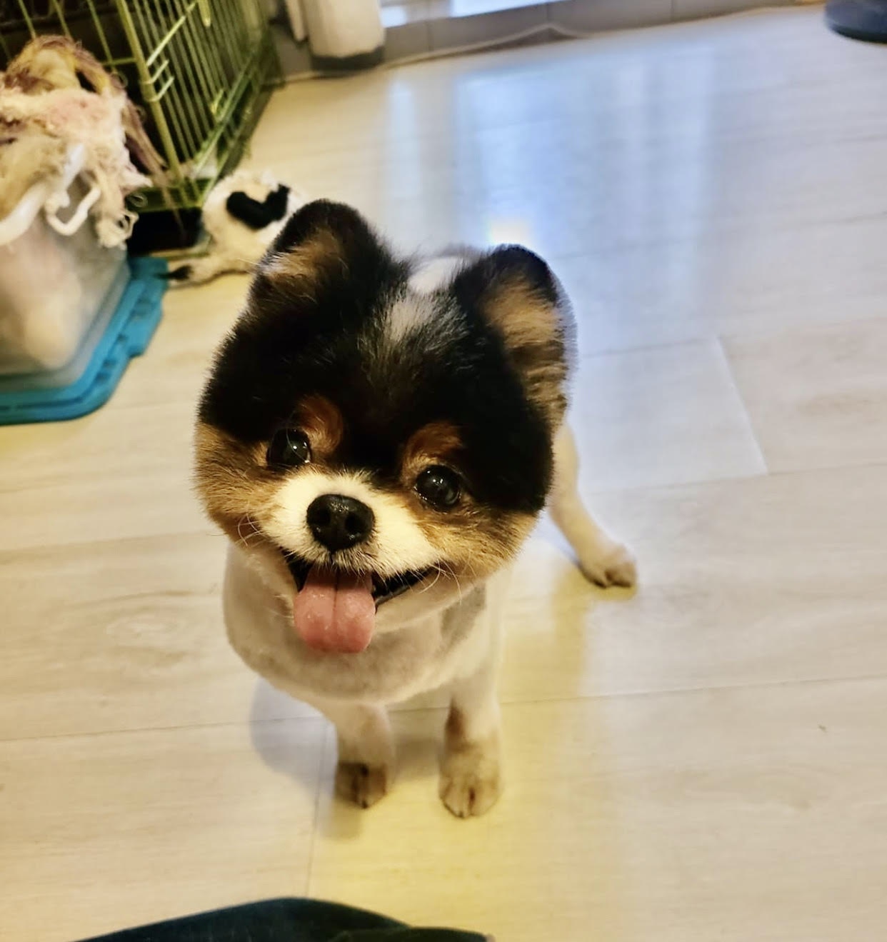 在Yvonne和寄養家庭悉心照顧下,Tawny終回復健康,並感受到人類對動物的關愛。(由機構提供) 在Yvonne和寄養家庭悉心照顧下,Tawny終回復健康,並感受到人類對動物的關愛。(由機構提供)