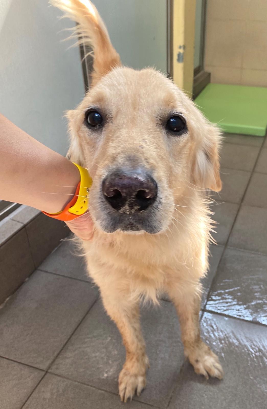 Nash的前主人得悉牠患上末期胰臟癌,便直接將牠送去漁護署,令牠差點被人道毀滅。幸得LAP拯救,目前Nash正接受紓緩治療,盼能減輕其身體上的痛苦,讓牠好好地走完最後一程路。(由機構提供) Nash的前主人得悉牠患上末期胰臟癌,便直接將牠送去漁護署,令牠差點被人道毀滅。幸得LAP拯救,目前Nash正接受紓緩治療,盼能減輕其身體上的痛苦,讓牠好好地走完最後一程路。(由機構提供)