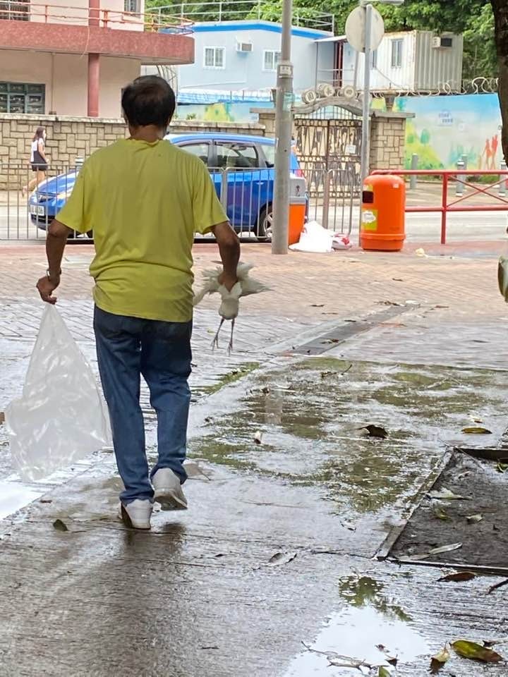上周二(2日)網民指有市民途經鷺鳥林時,目睹一名男子捕捉白鷺BB。(網民「Stanley Fung」圖片) 上周二(2日)網民指有市民途經鷺鳥林時,目睹一名男子捕捉白鷺BB。(網民「Stanley Fung」圖片)